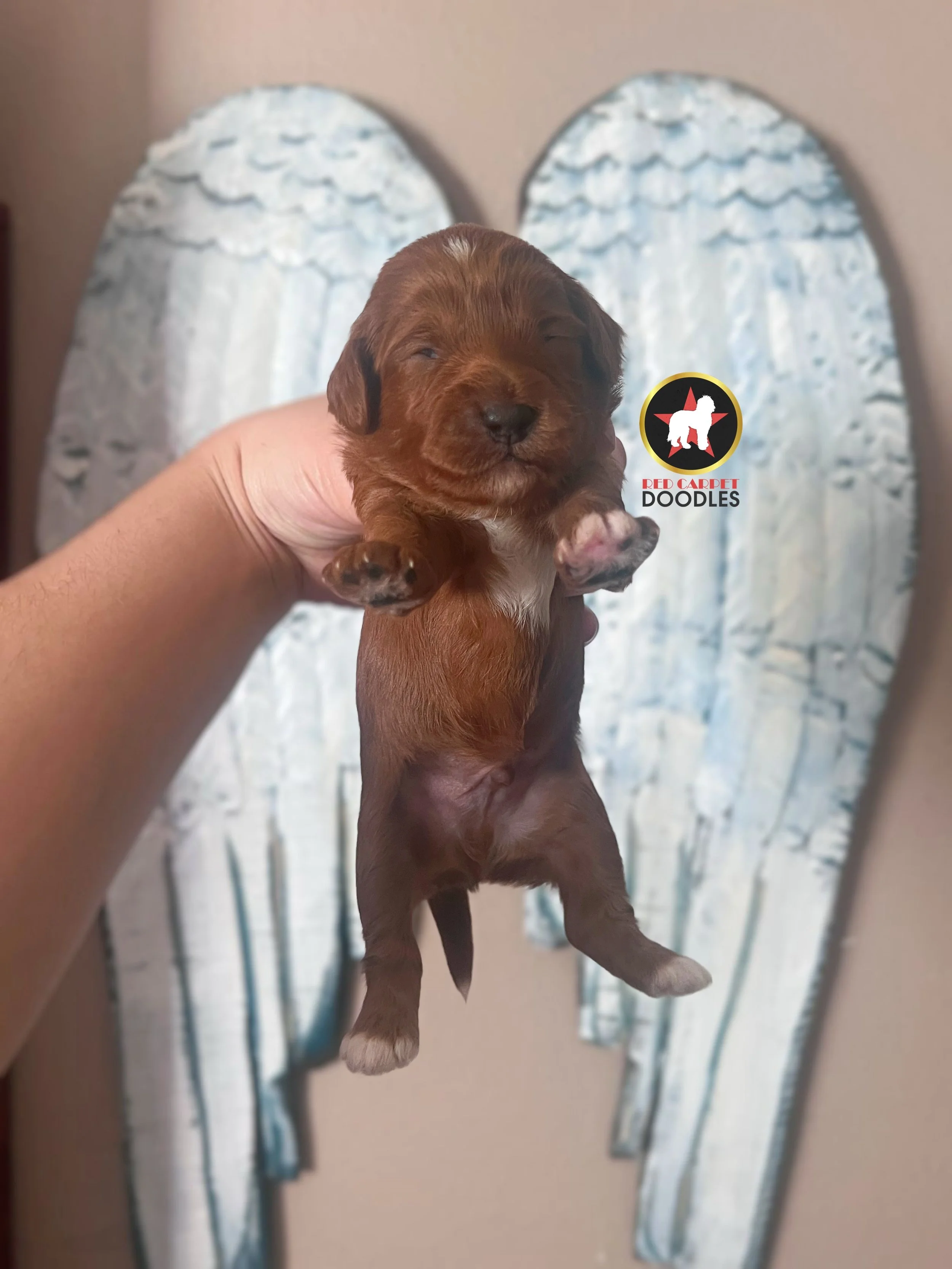 Johnny - 2 wk-1.jpg