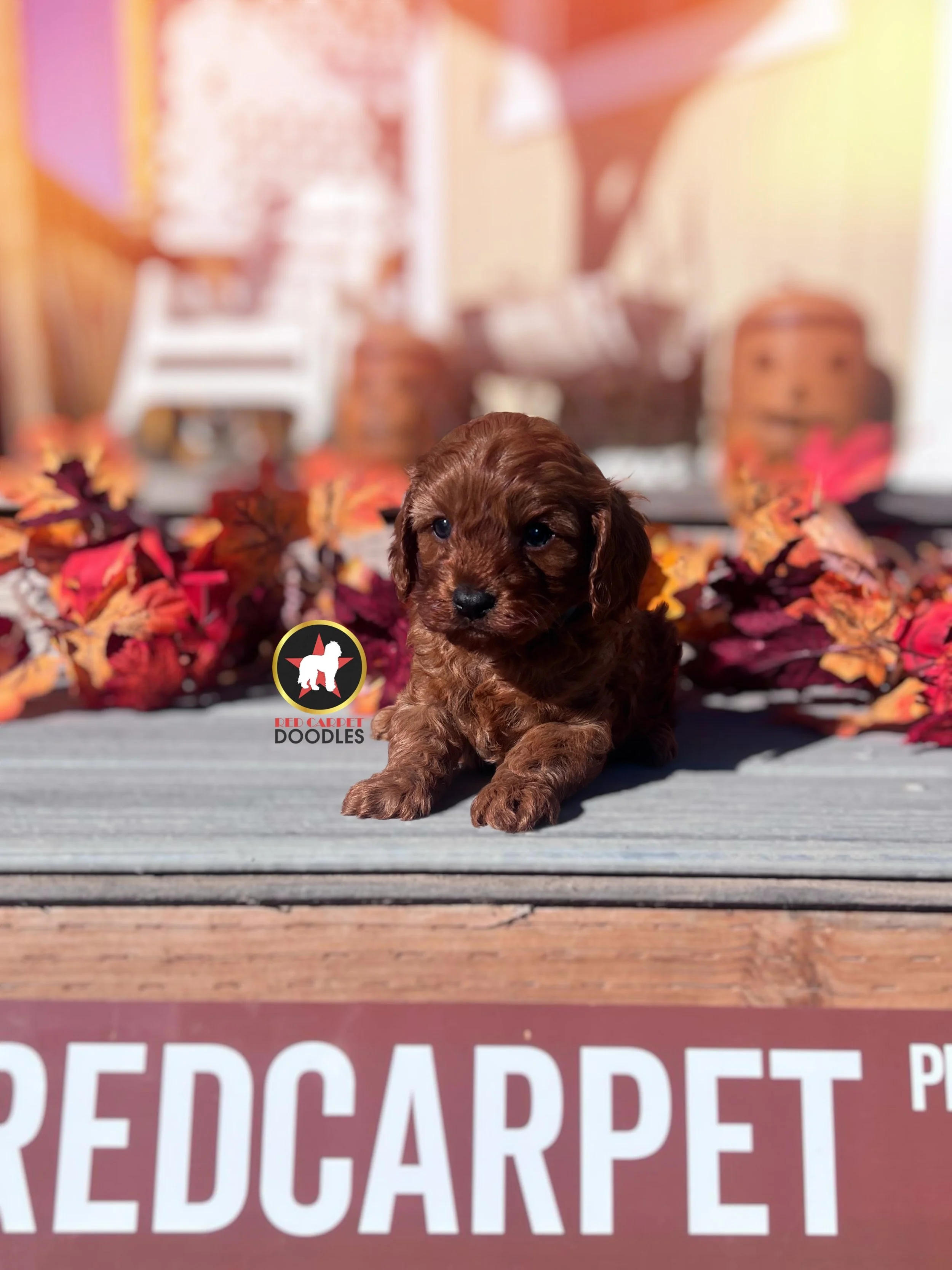 Chex - 6 wks-1.jpg