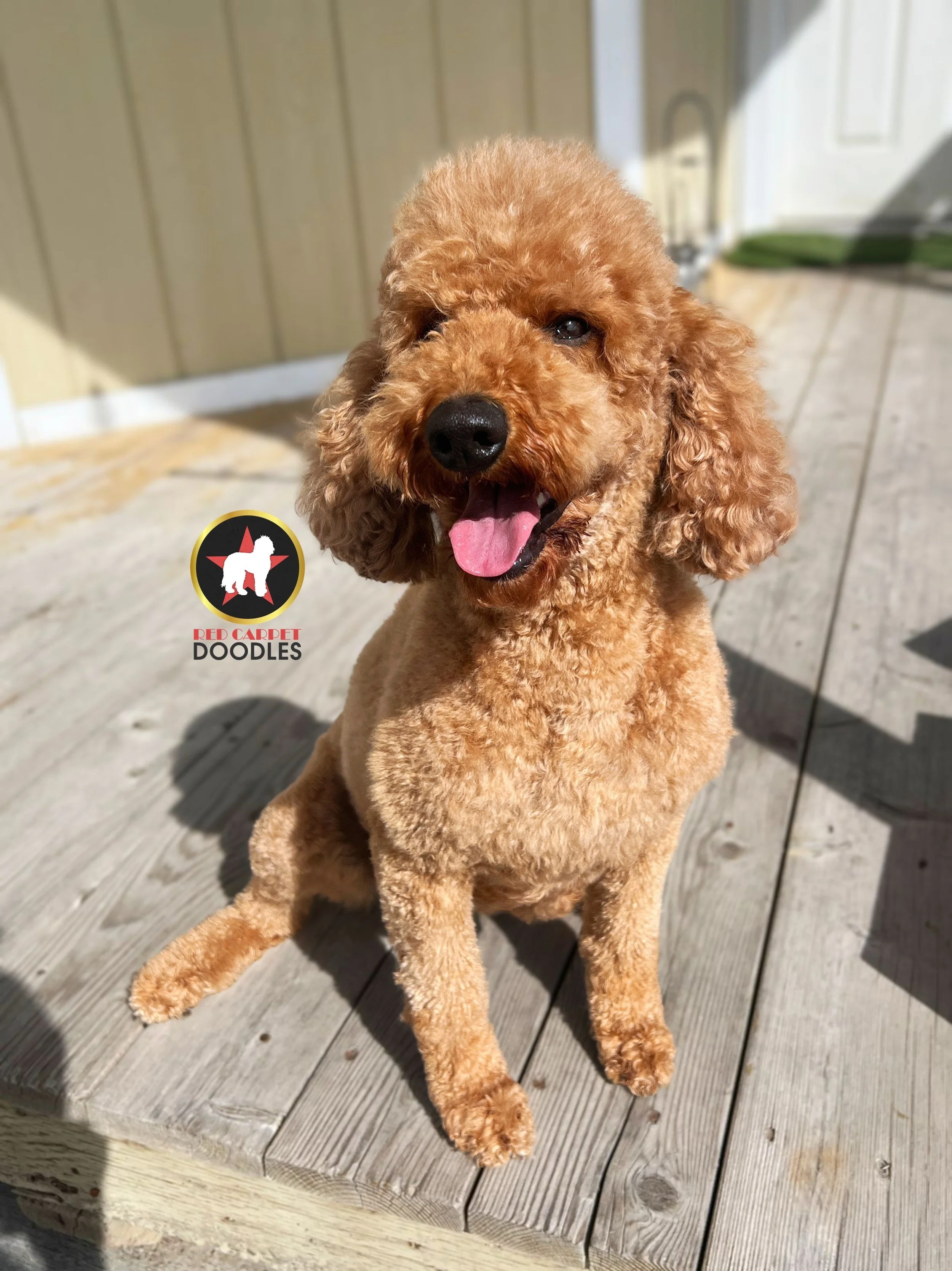 Lainey - Retriement Session 4.7.25 (3).jpeg