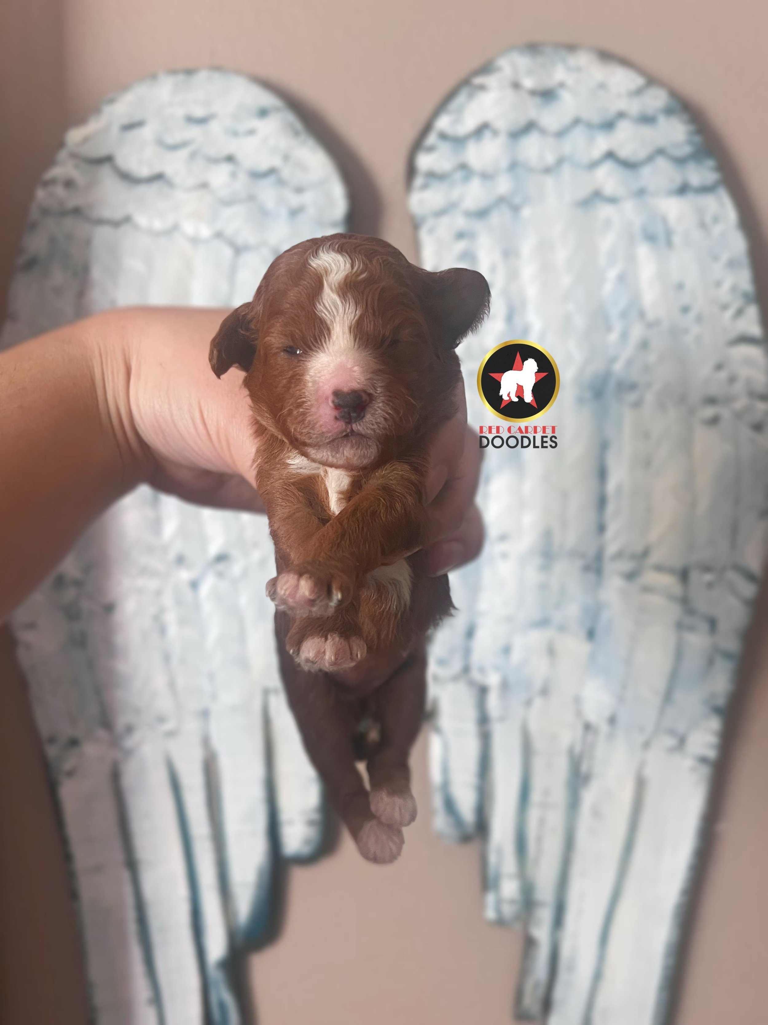 Pepper - 2 wk-1.jpg
