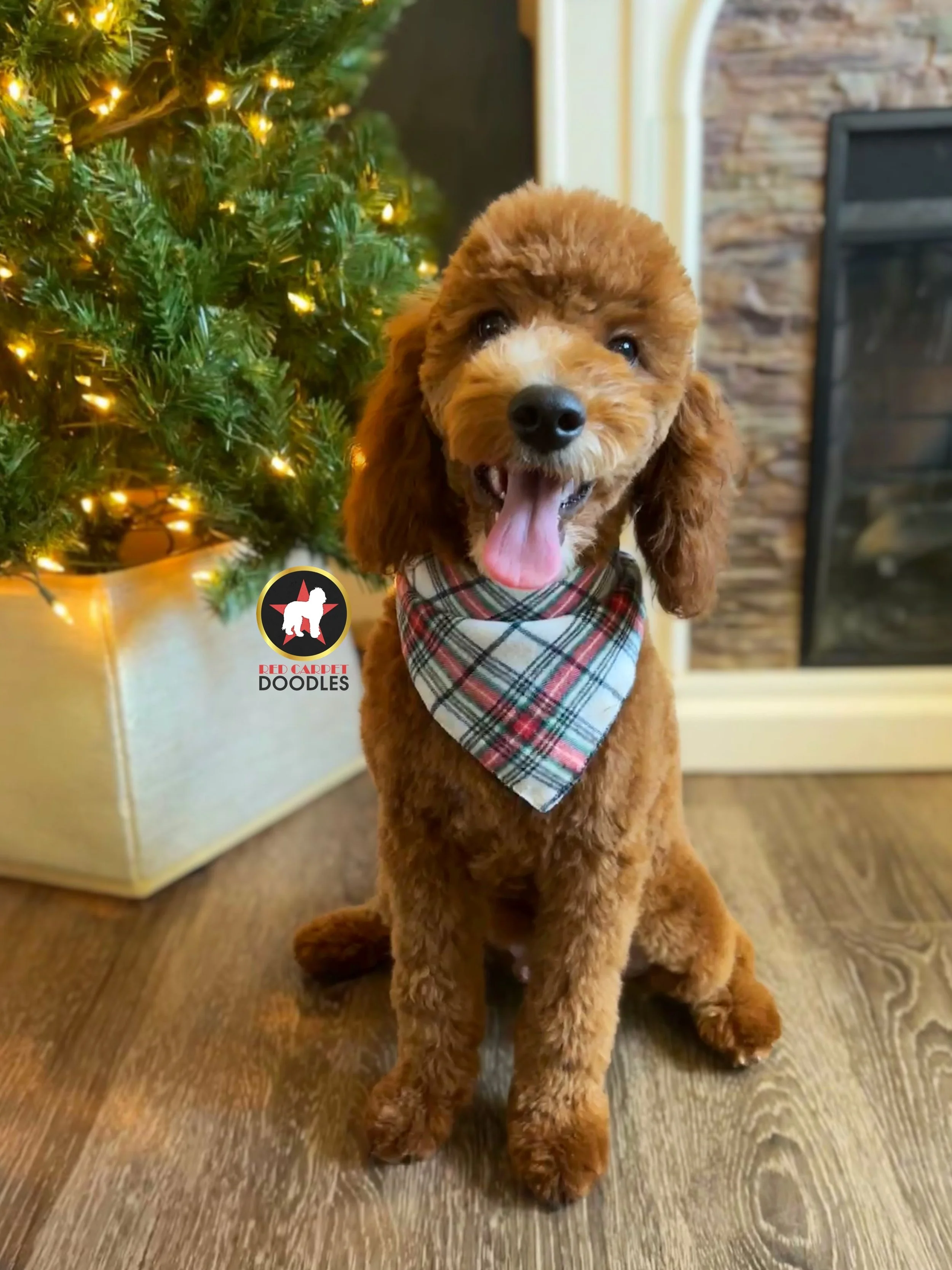 Jake - 20 wks (1).jpg