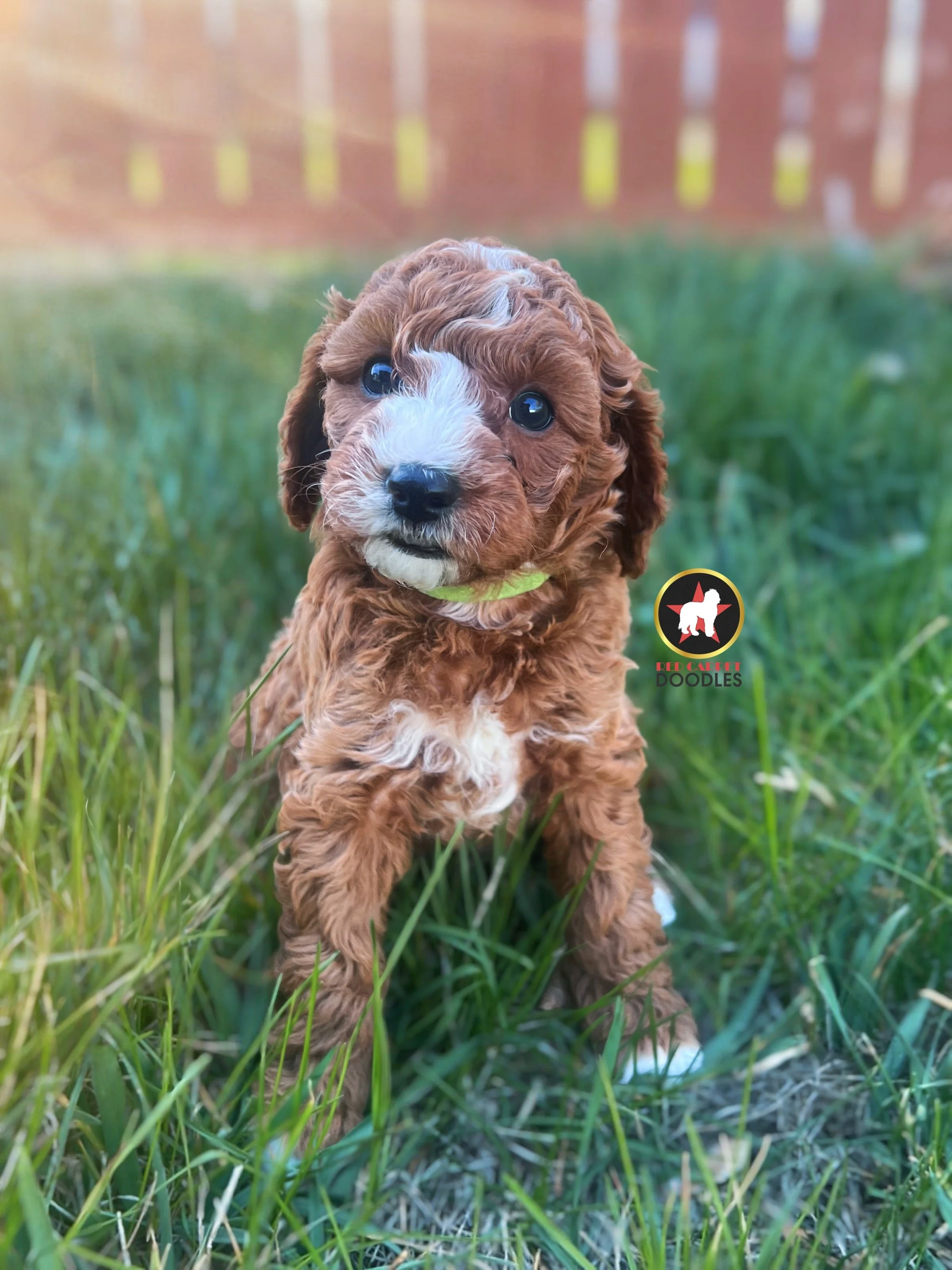 Flint, Red Cavapoo Boy~ On Hold for Waiting List