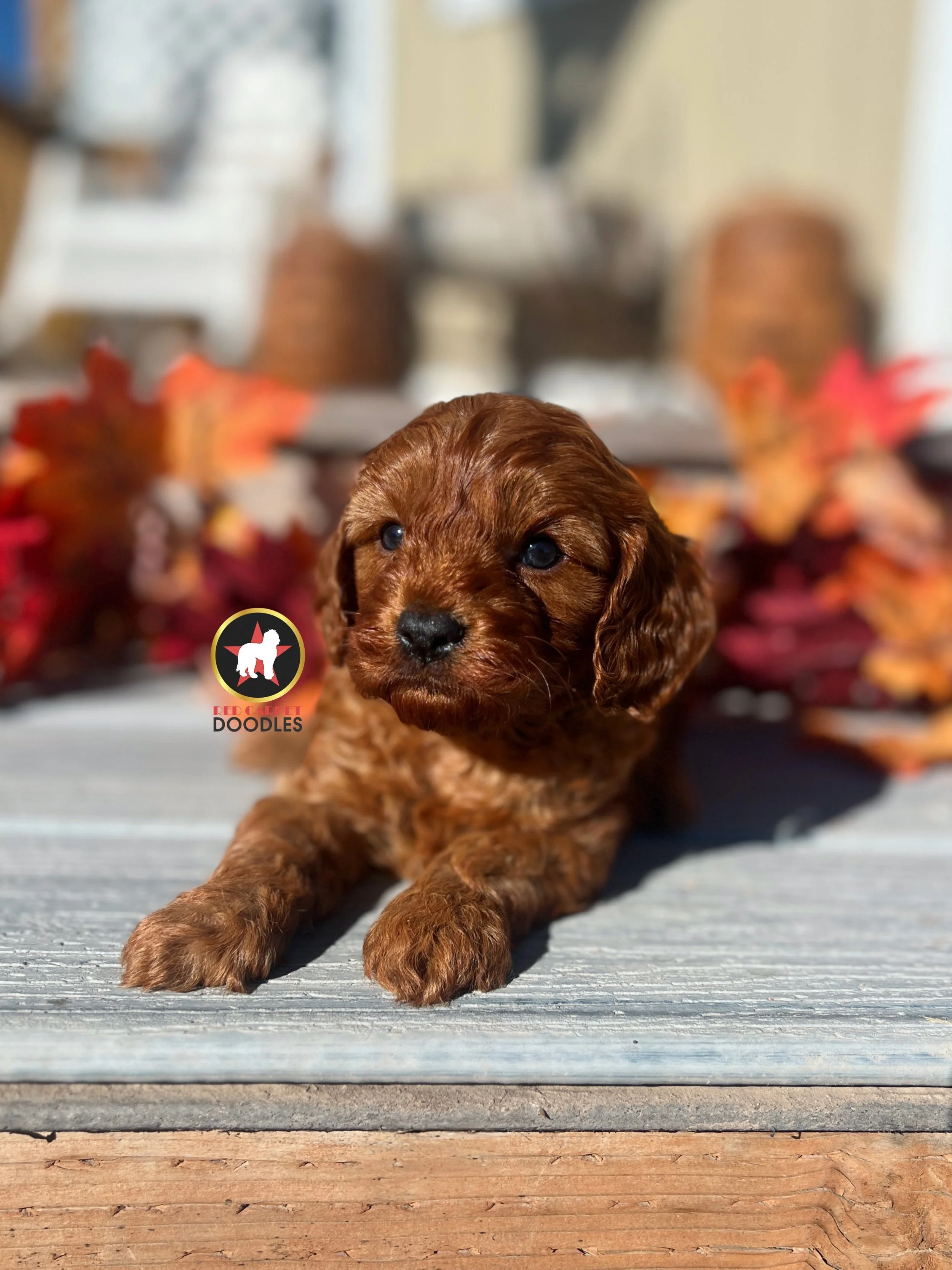 Chex - 6 wks-2.jpg