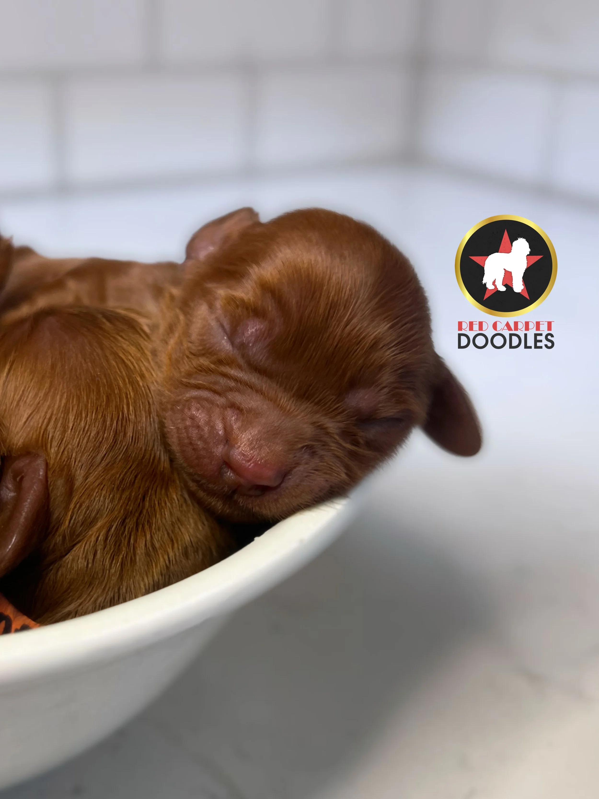 Chex - closeup - 2 days old.jpg