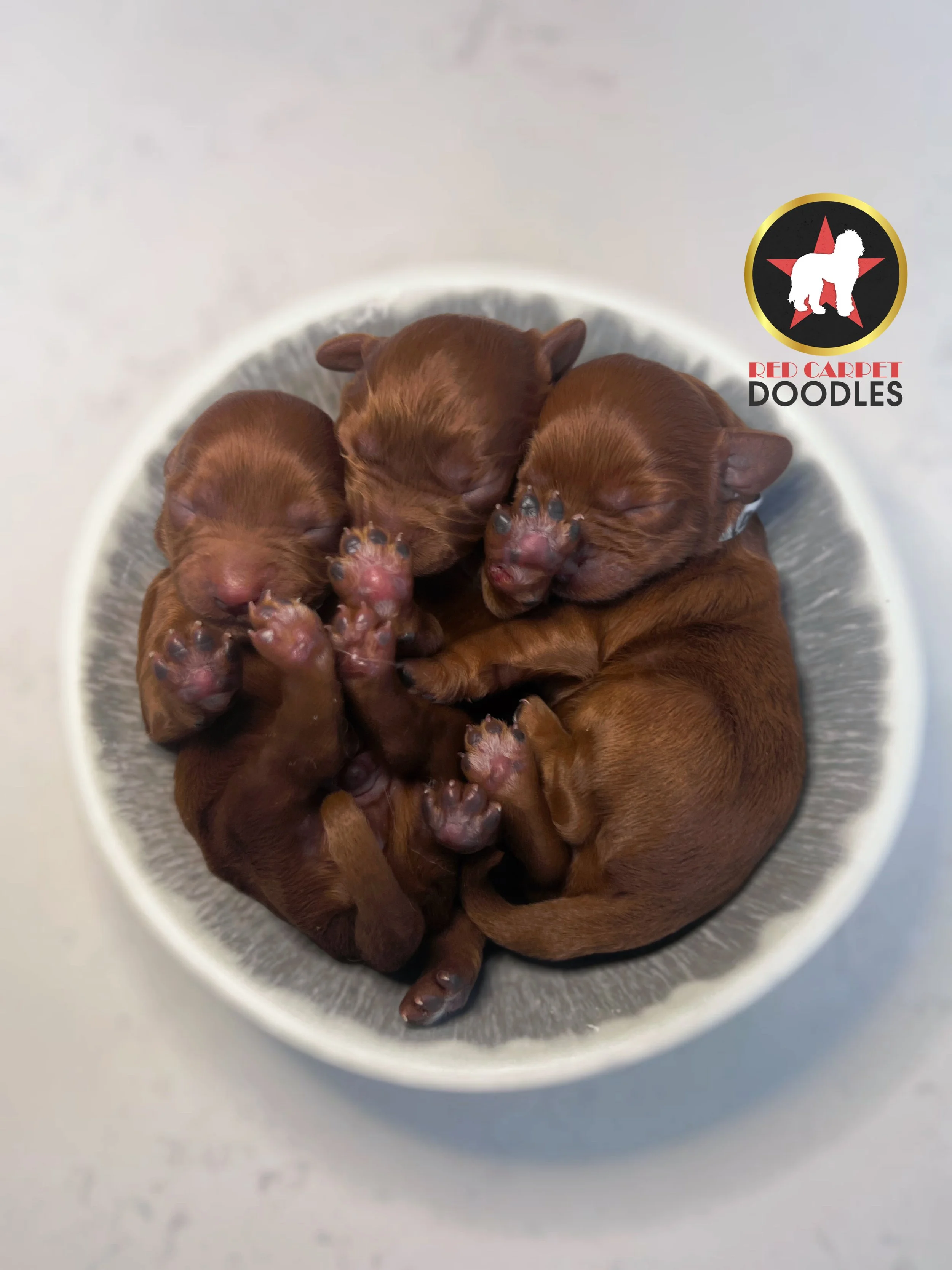 Ariana Rover S26 Litter Picture - 2 days old  (3).jpg