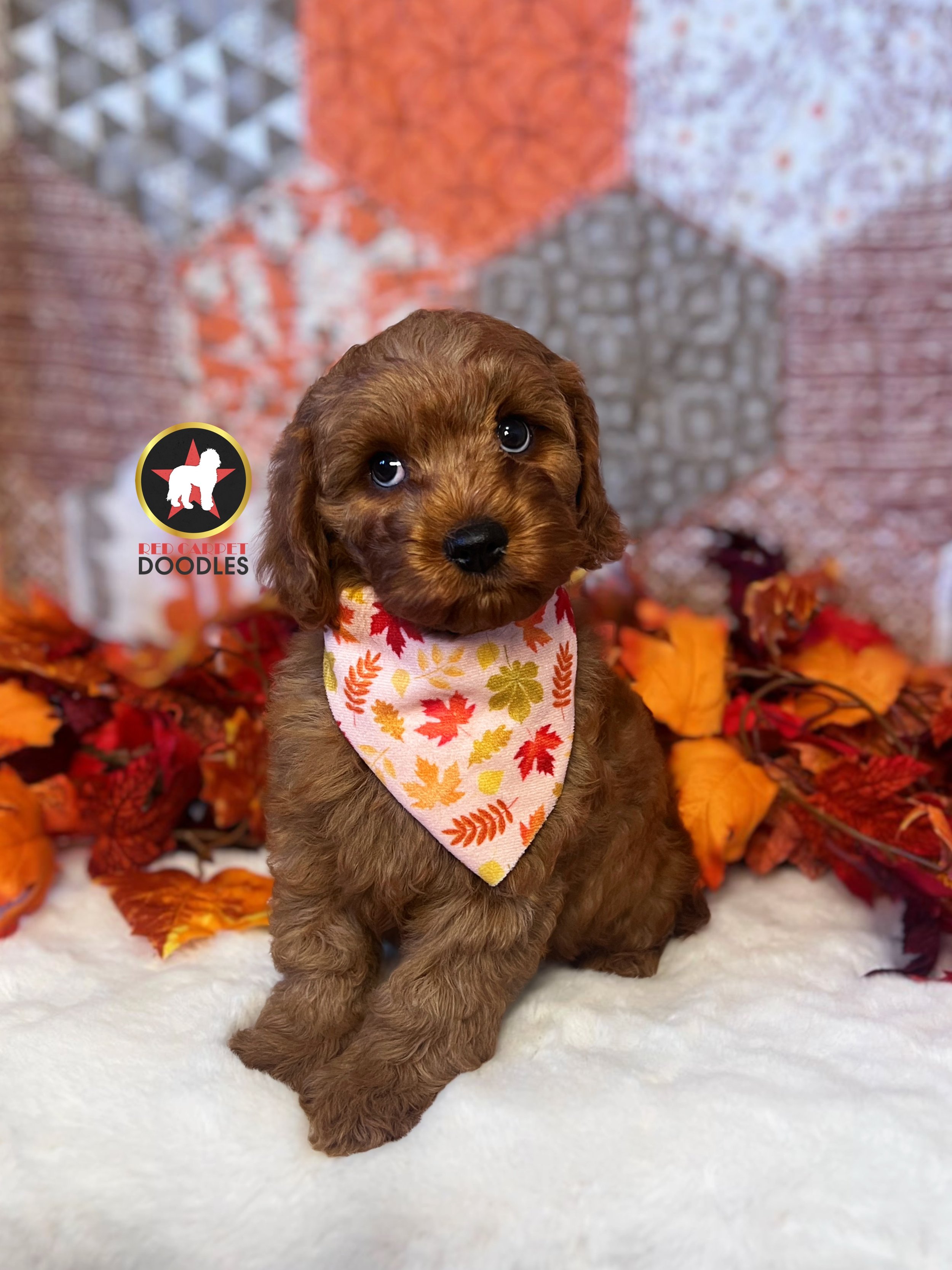 Captain, Red F1 Cavapoo Boy ~ Pet