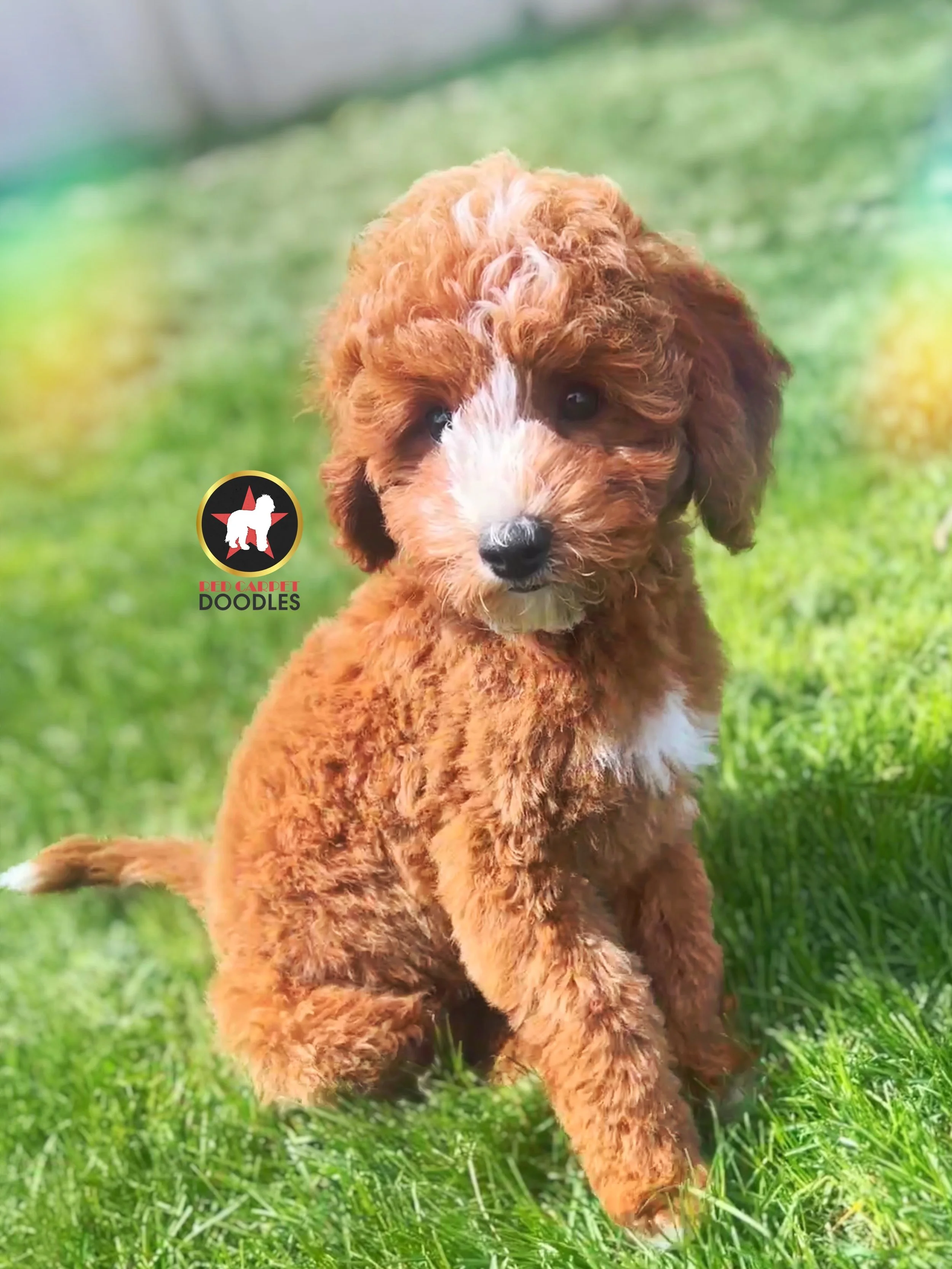 Flint, Red w/ White Cavapoo Boy
