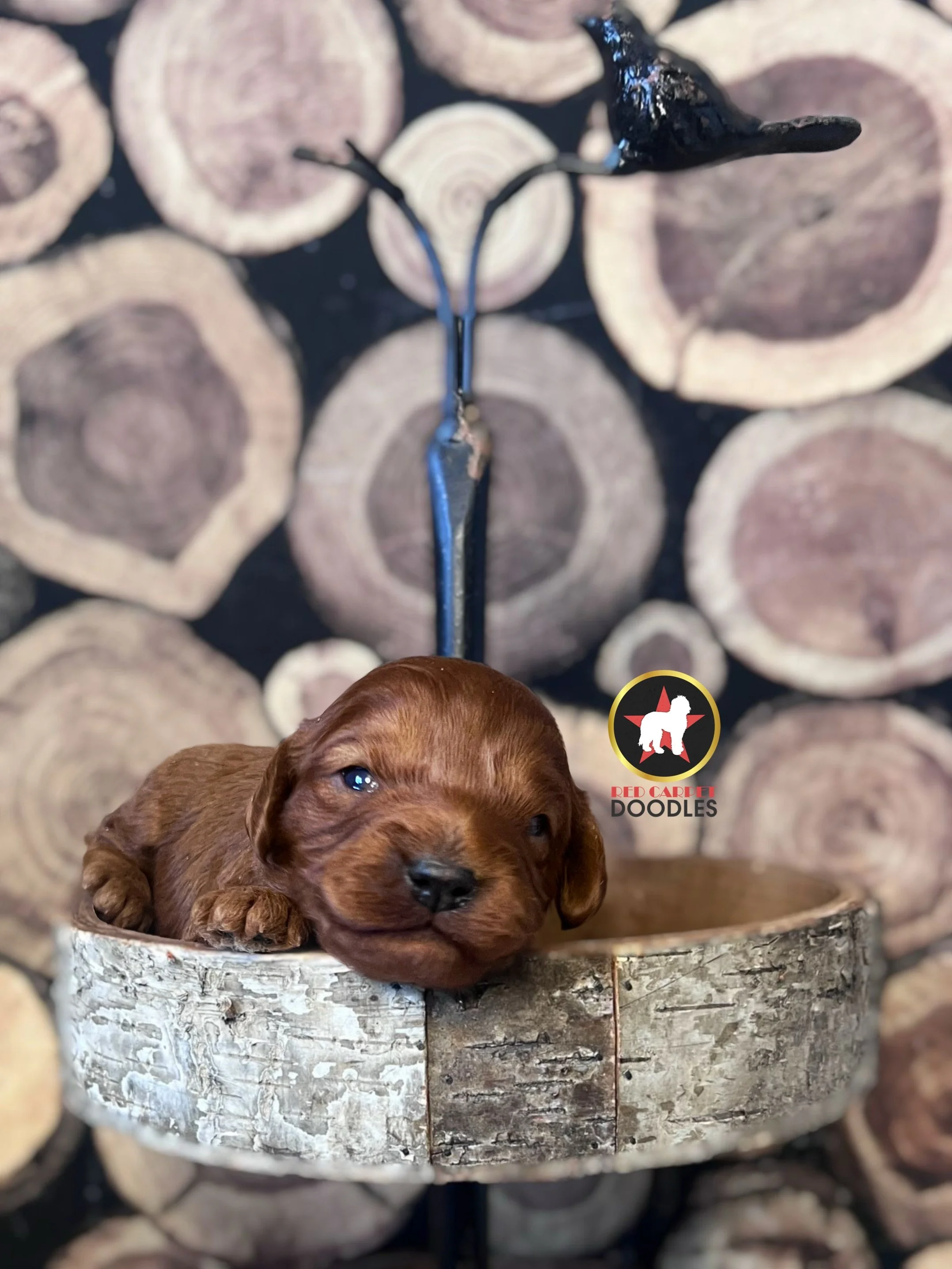Captain, Red F1 Cavapoo Boy❤️ On Hold for Waiting List