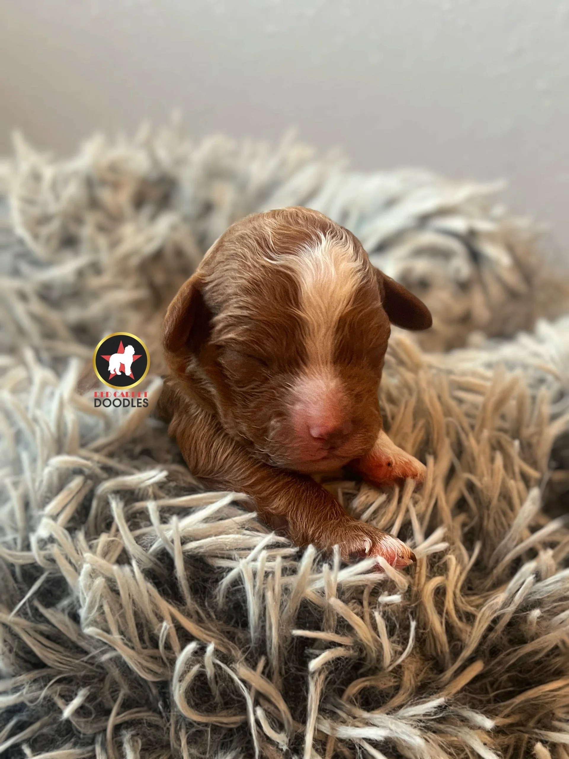 Flame - .5 weeks  (1).jpg