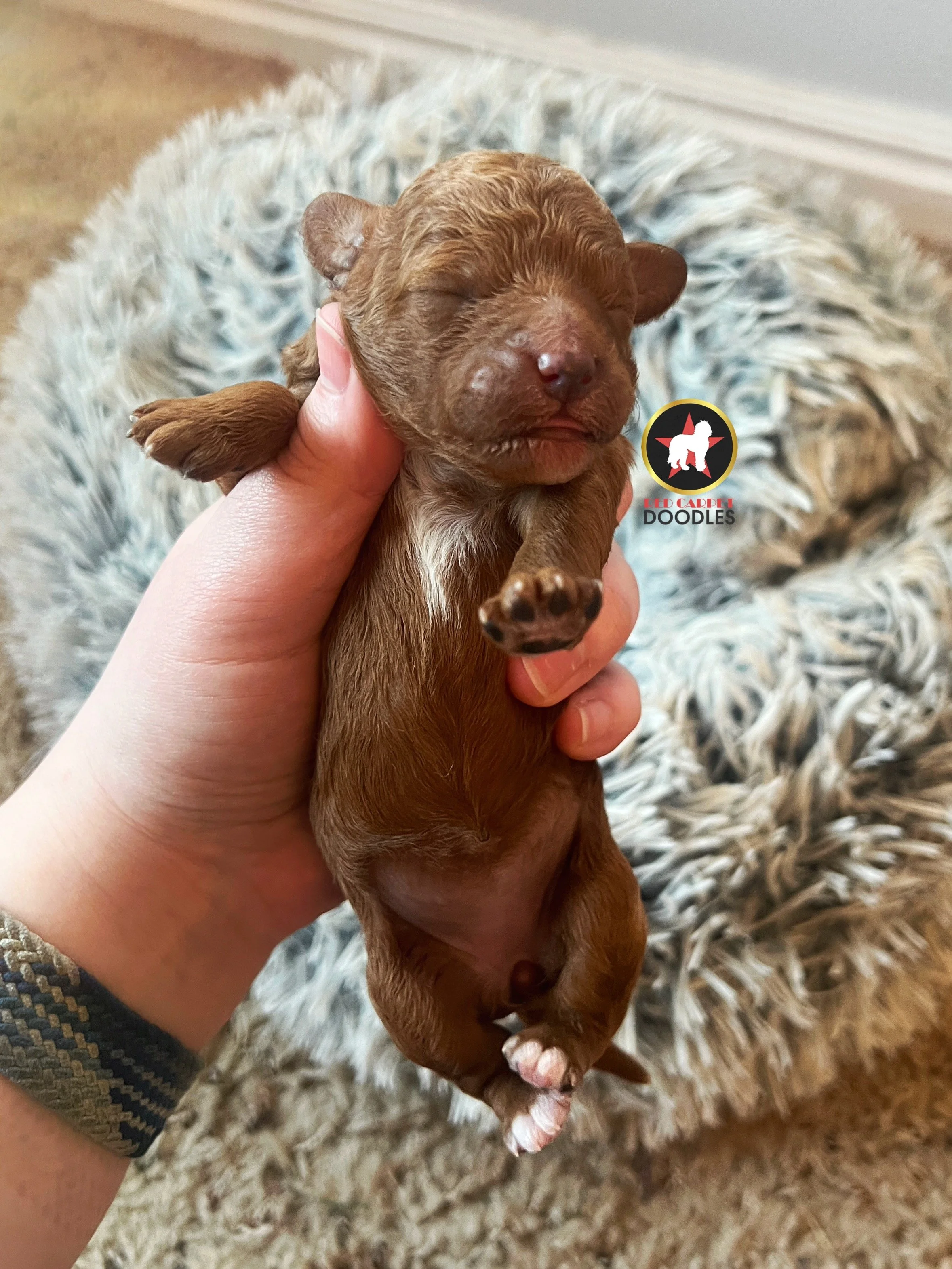 Aqua - .5 weeks  (2).jpg