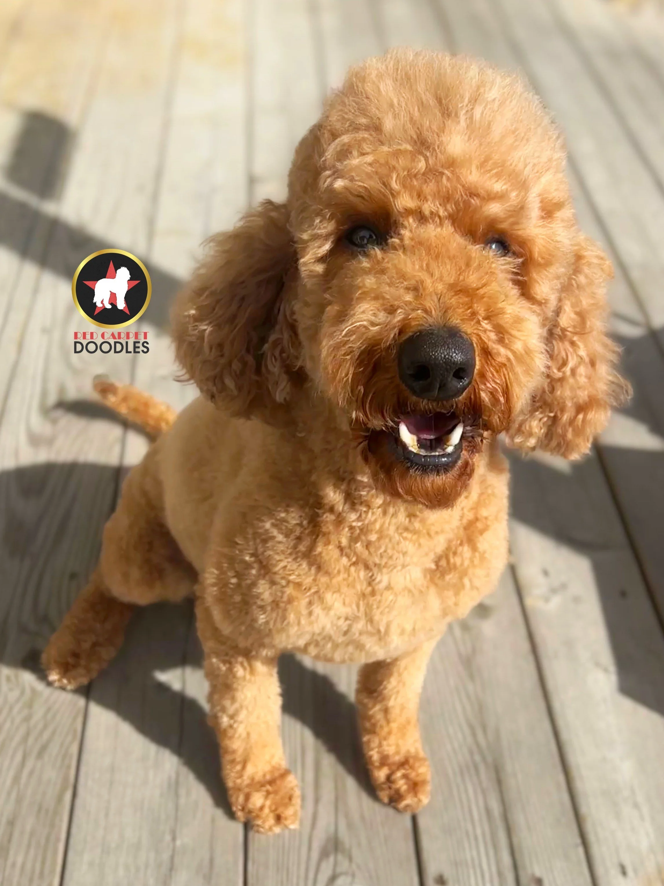 Lainey - Retriement Session 4.7.25 (1).jpeg