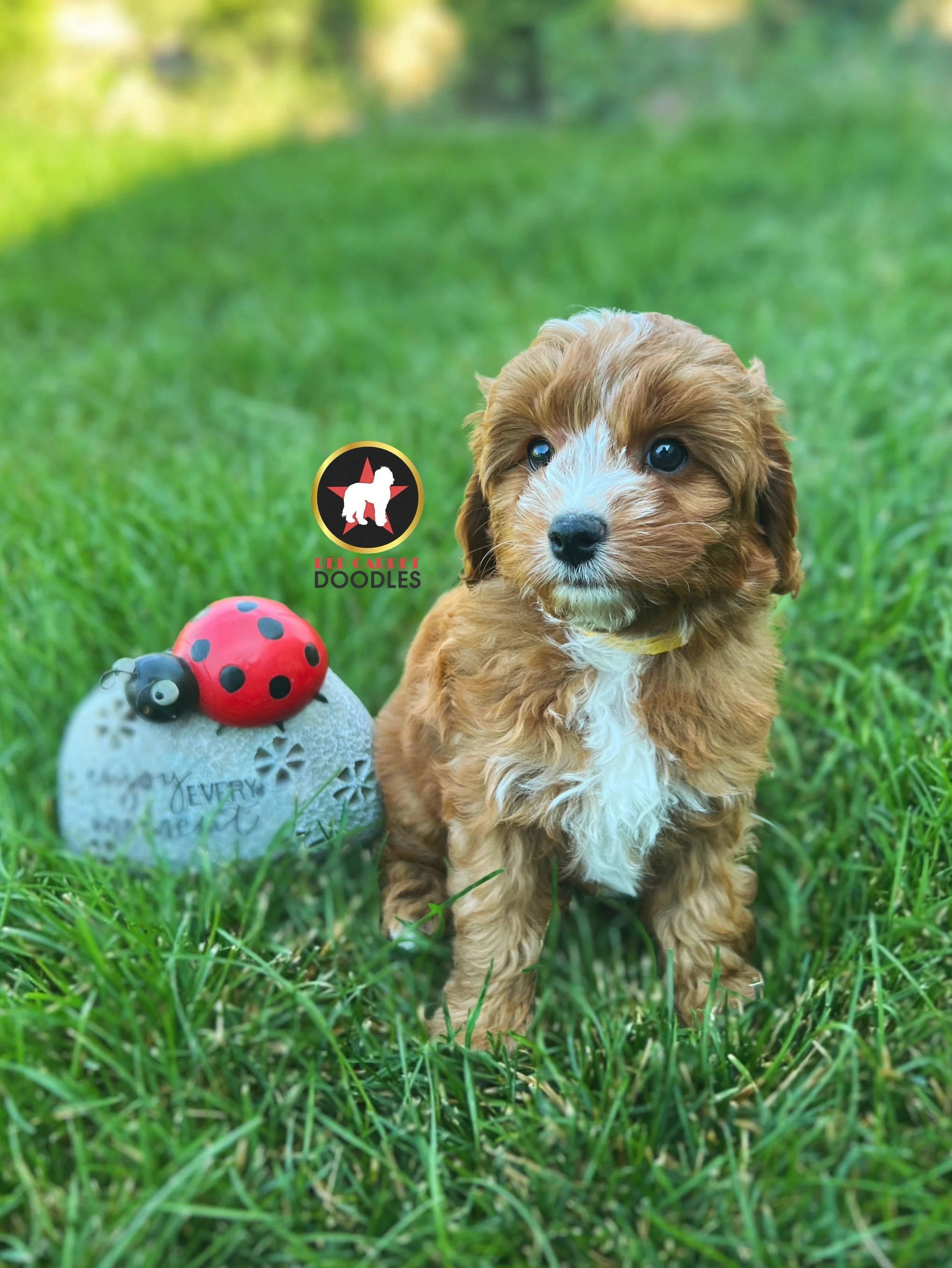 Rose - 8 wks.jpeg