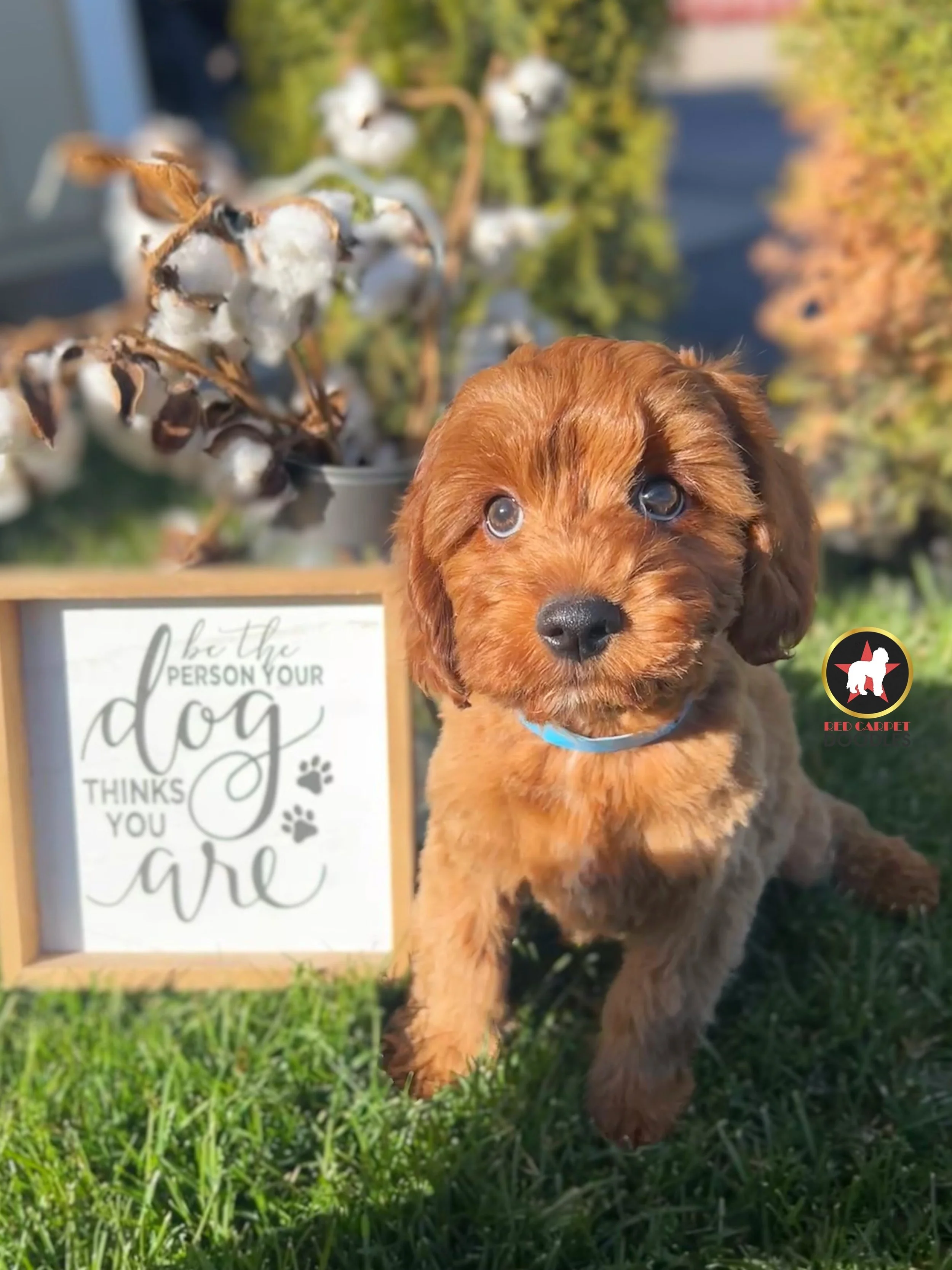 Rolo, Red F1 Cavapoo Boy ~ Reserved for Peri
