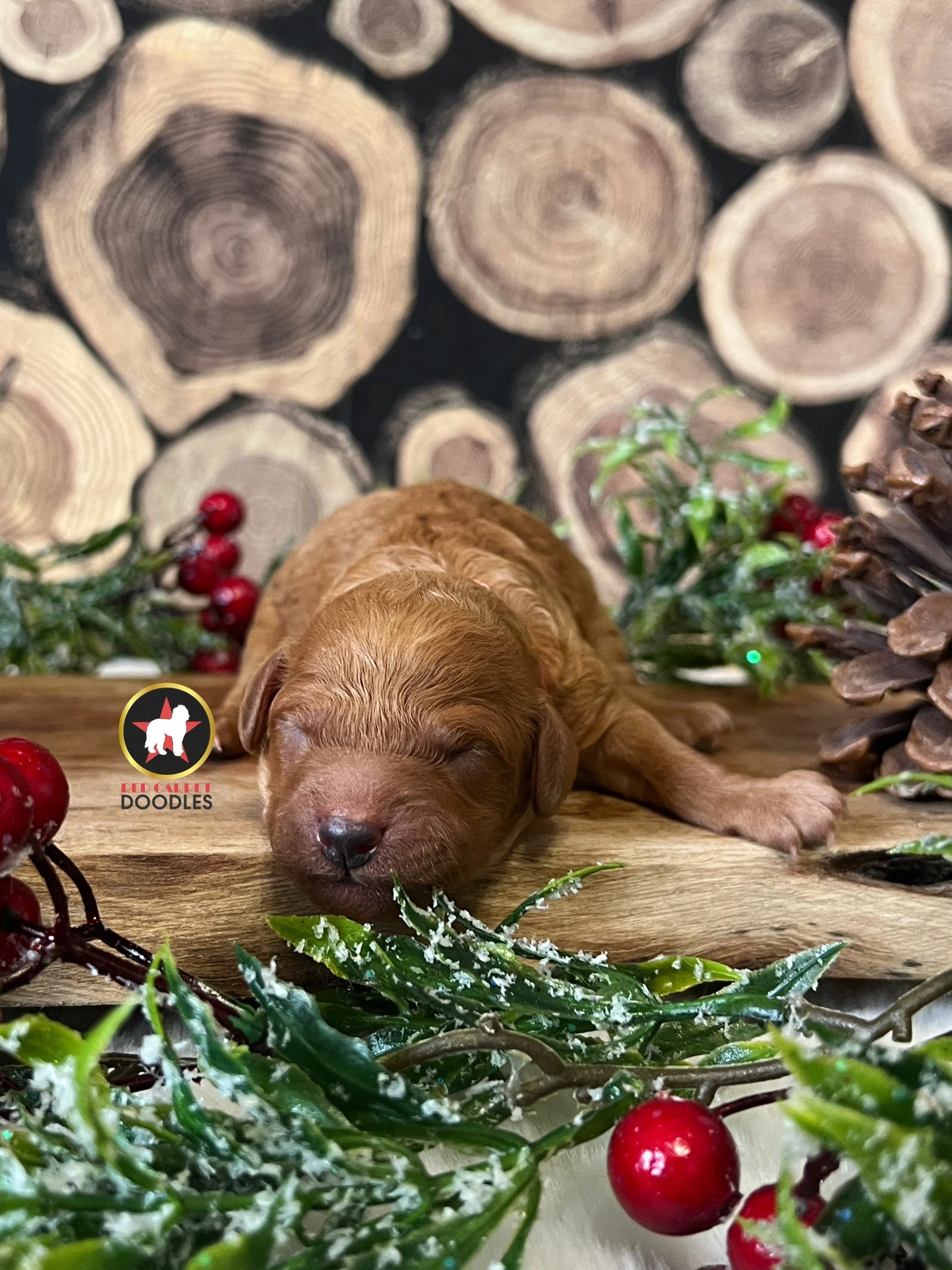 Ruby - 1 day old, Newborn  (1).jpg