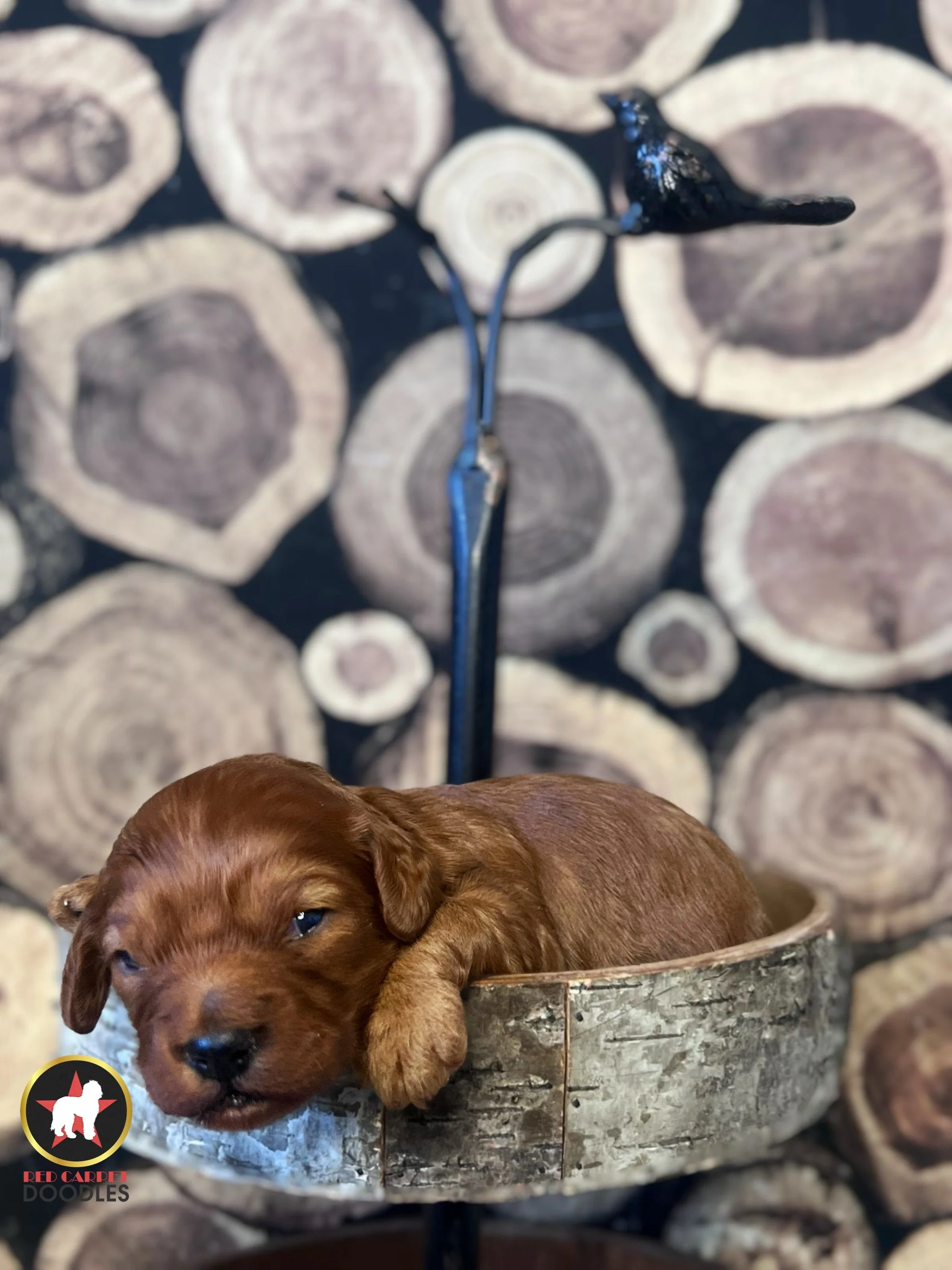 Cheerio, Red F1 Cavapoo Girl ❤️ On Hold for Waiting List