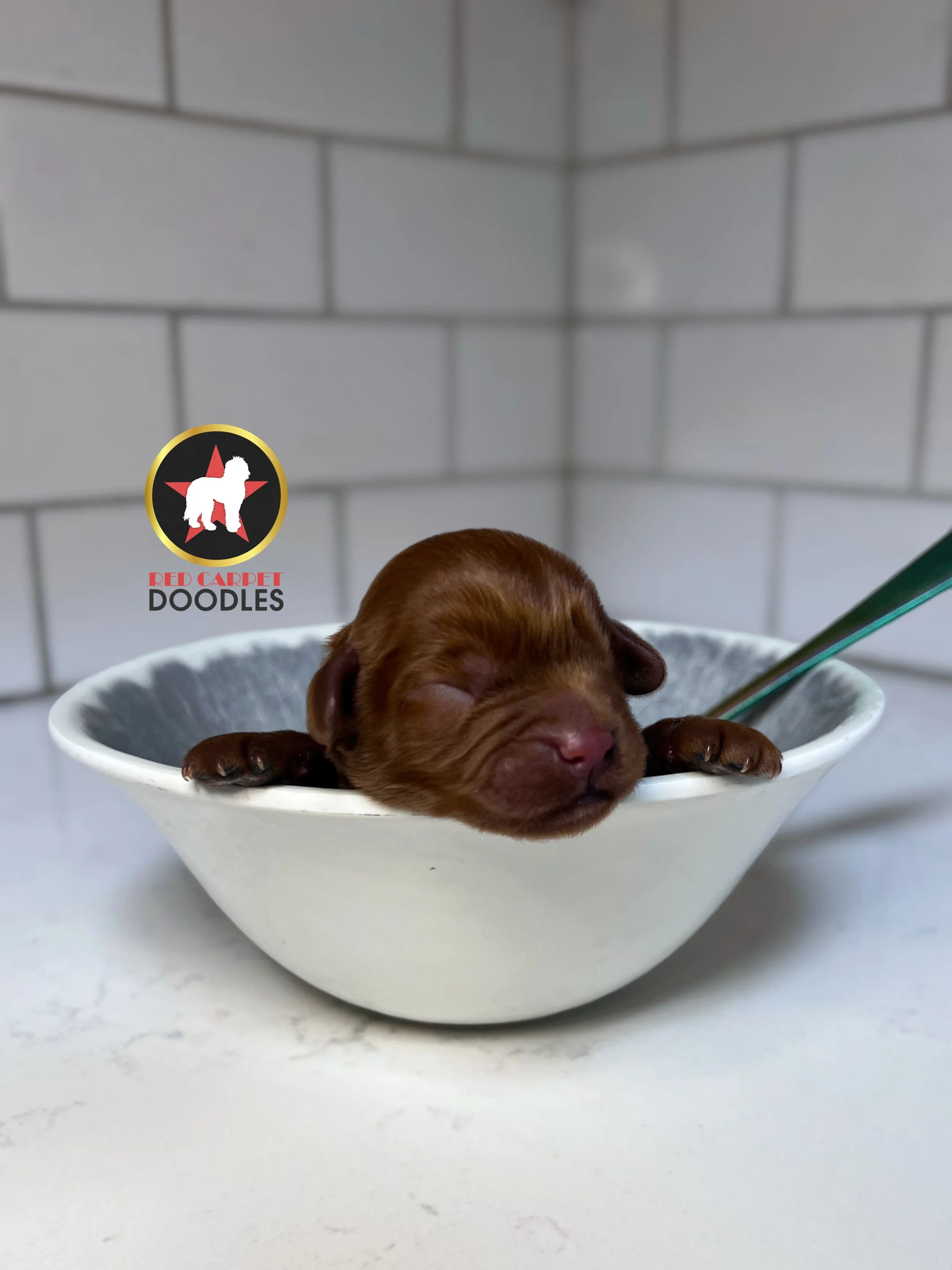 Captain - 2 days old (1).jpg