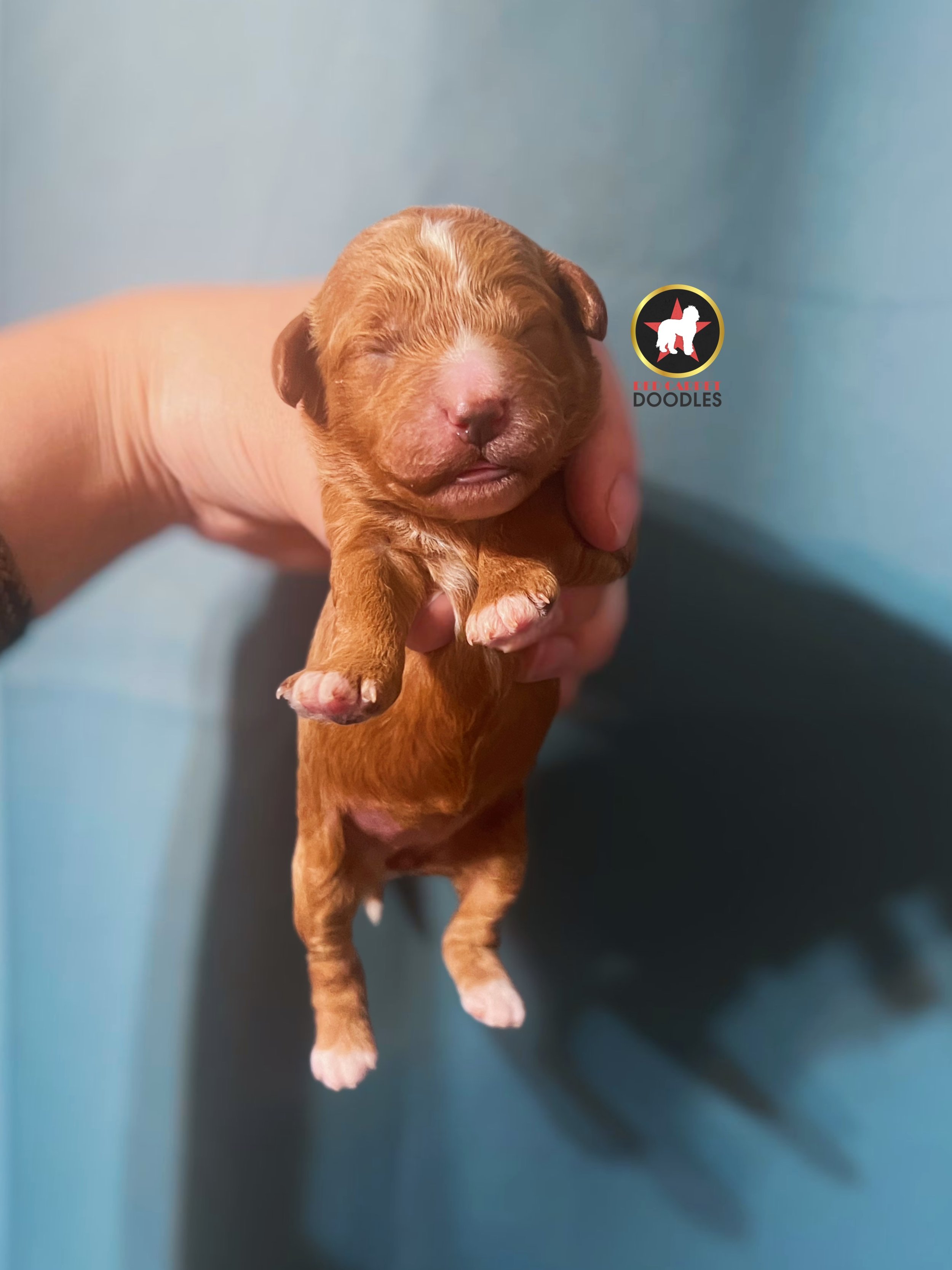 Vallie - 1 wk.jpg
