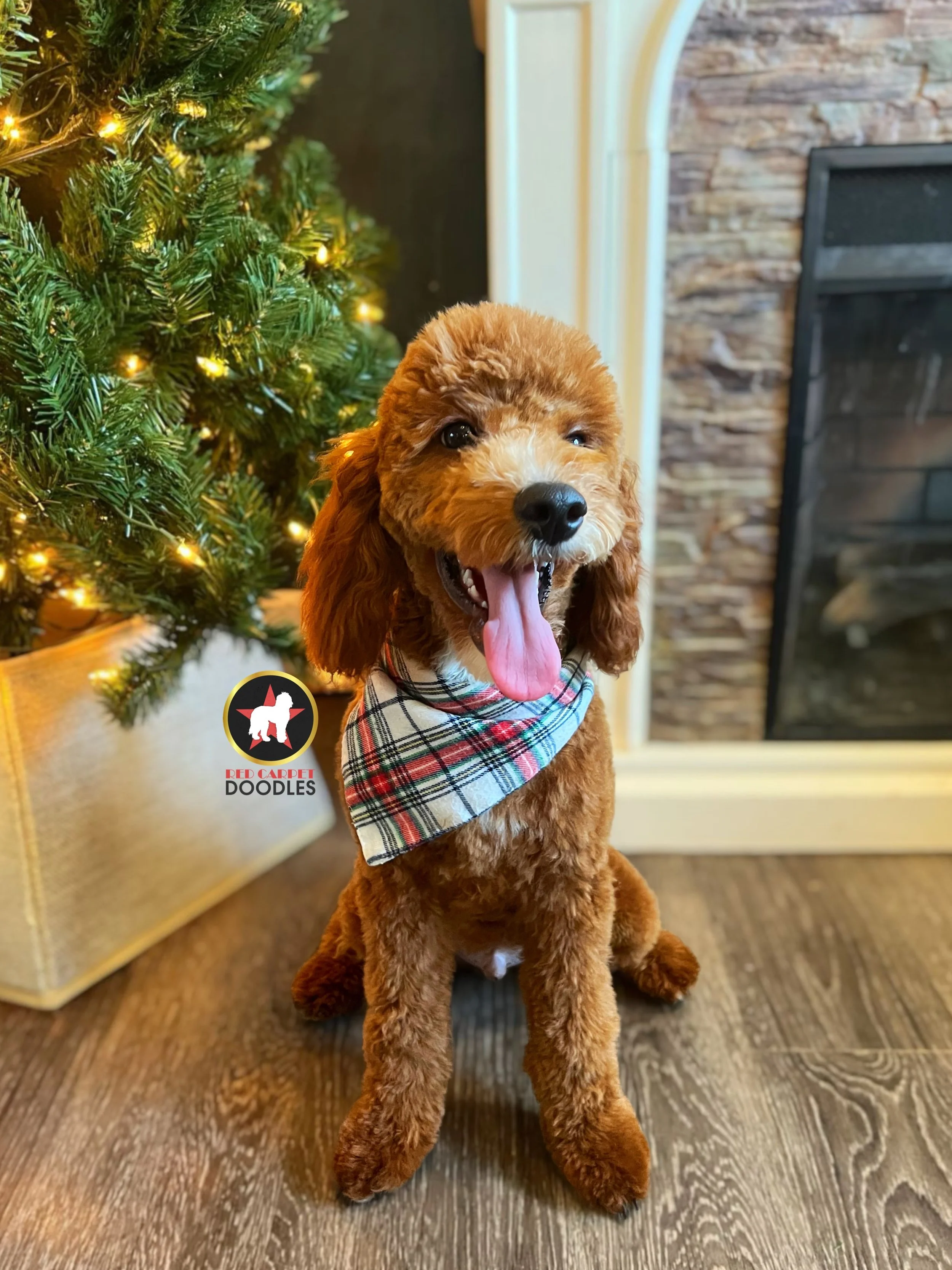 Jake - 20 wks (3).jpg