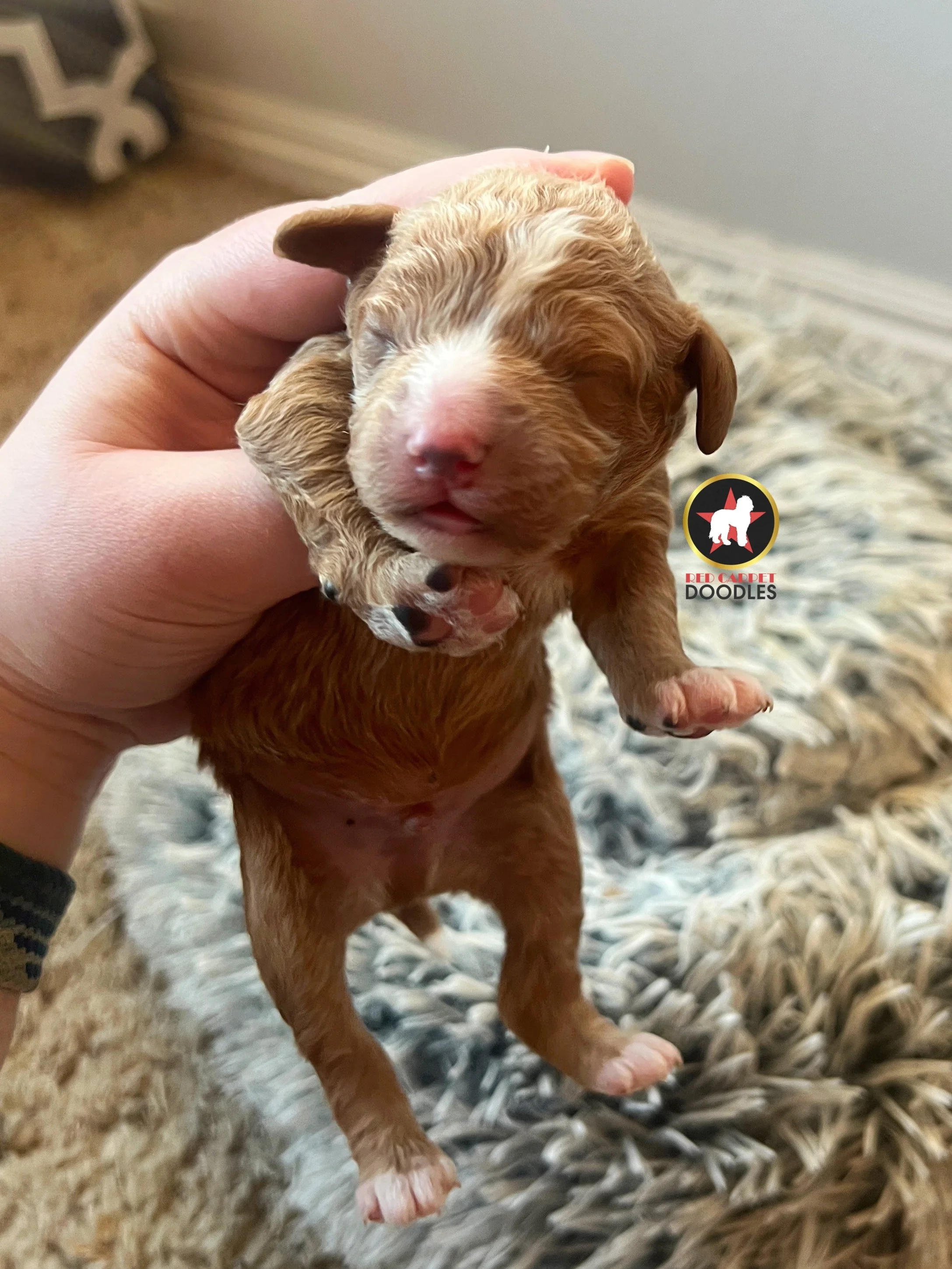 Flint - .5 weeks (2).jpg