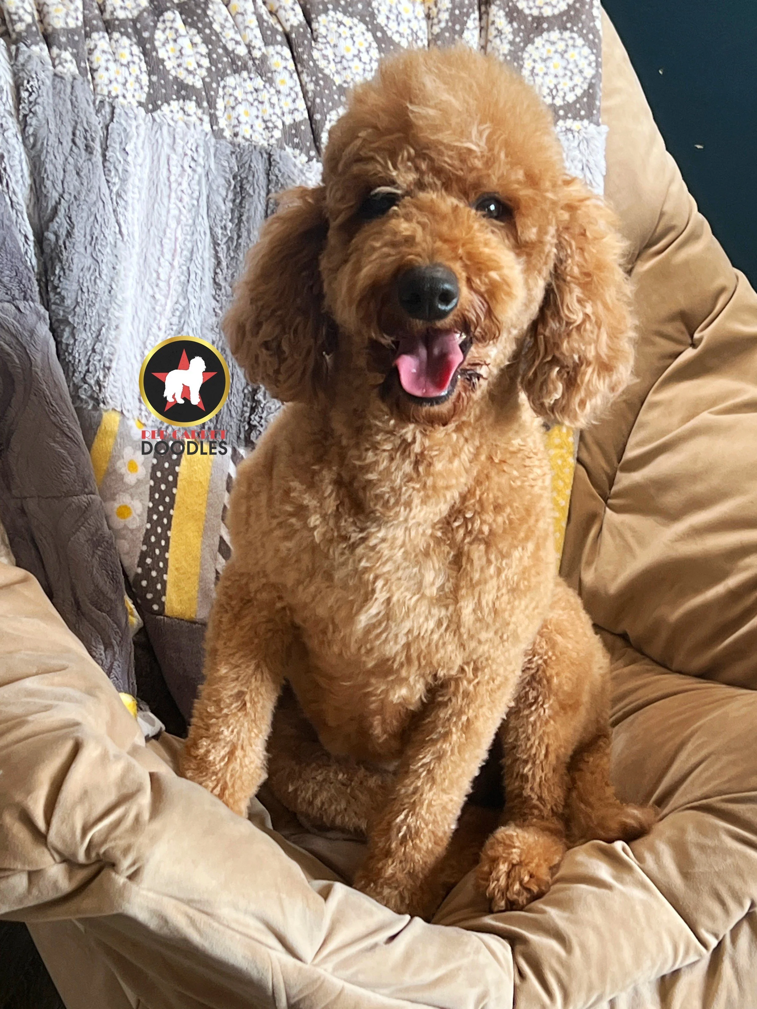 Lainey on the chair.jpeg