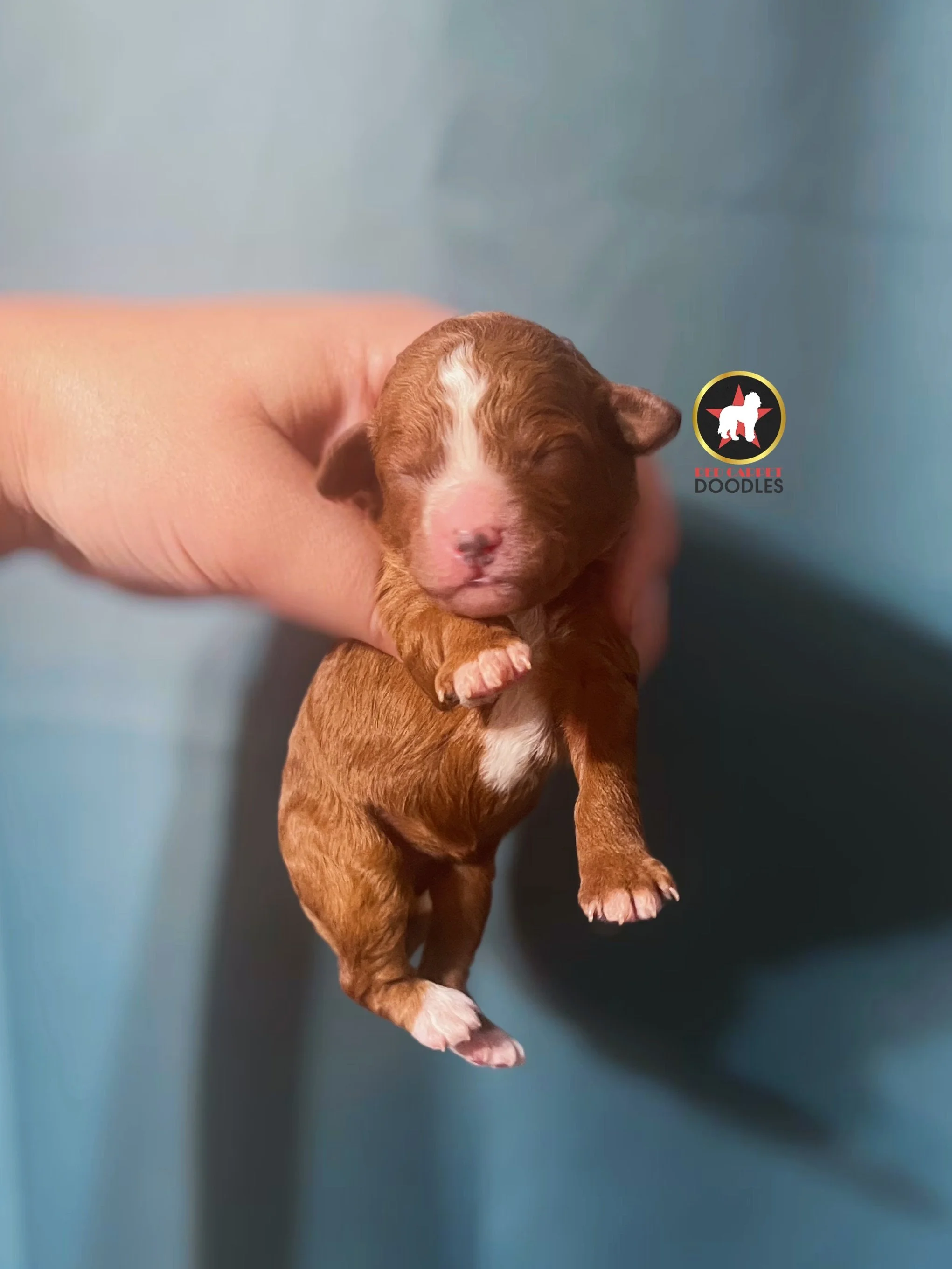 Pepper - 1 wk.jpg