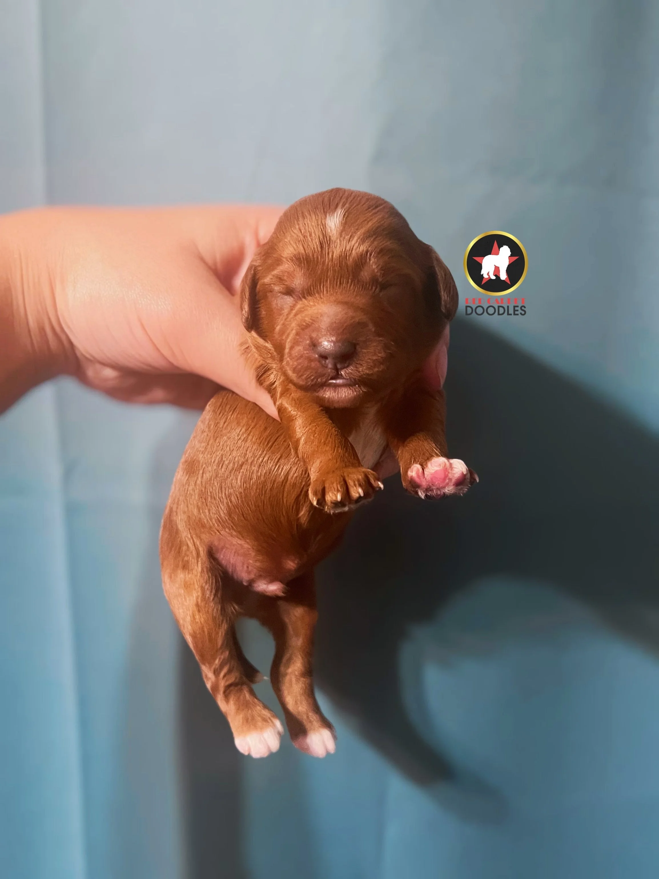 Johnny - 1 wk.jpg
