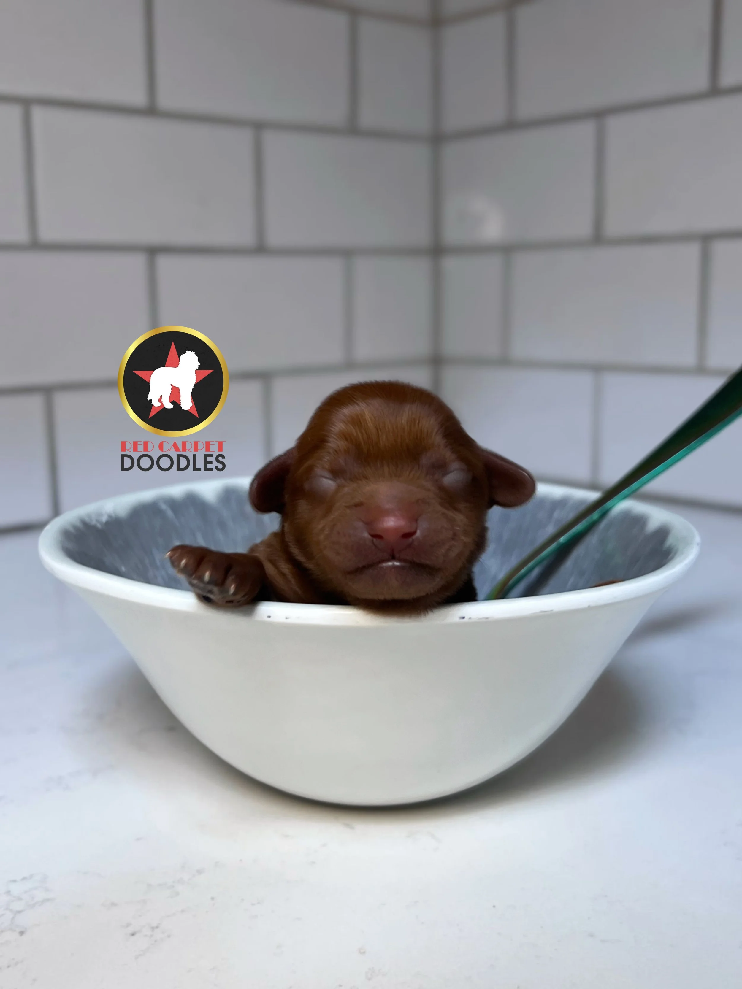 Chex - 2 days old (1).jpg