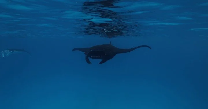 That feeling of stepping into a world that somehow feels more like home than the one you came from. 💙