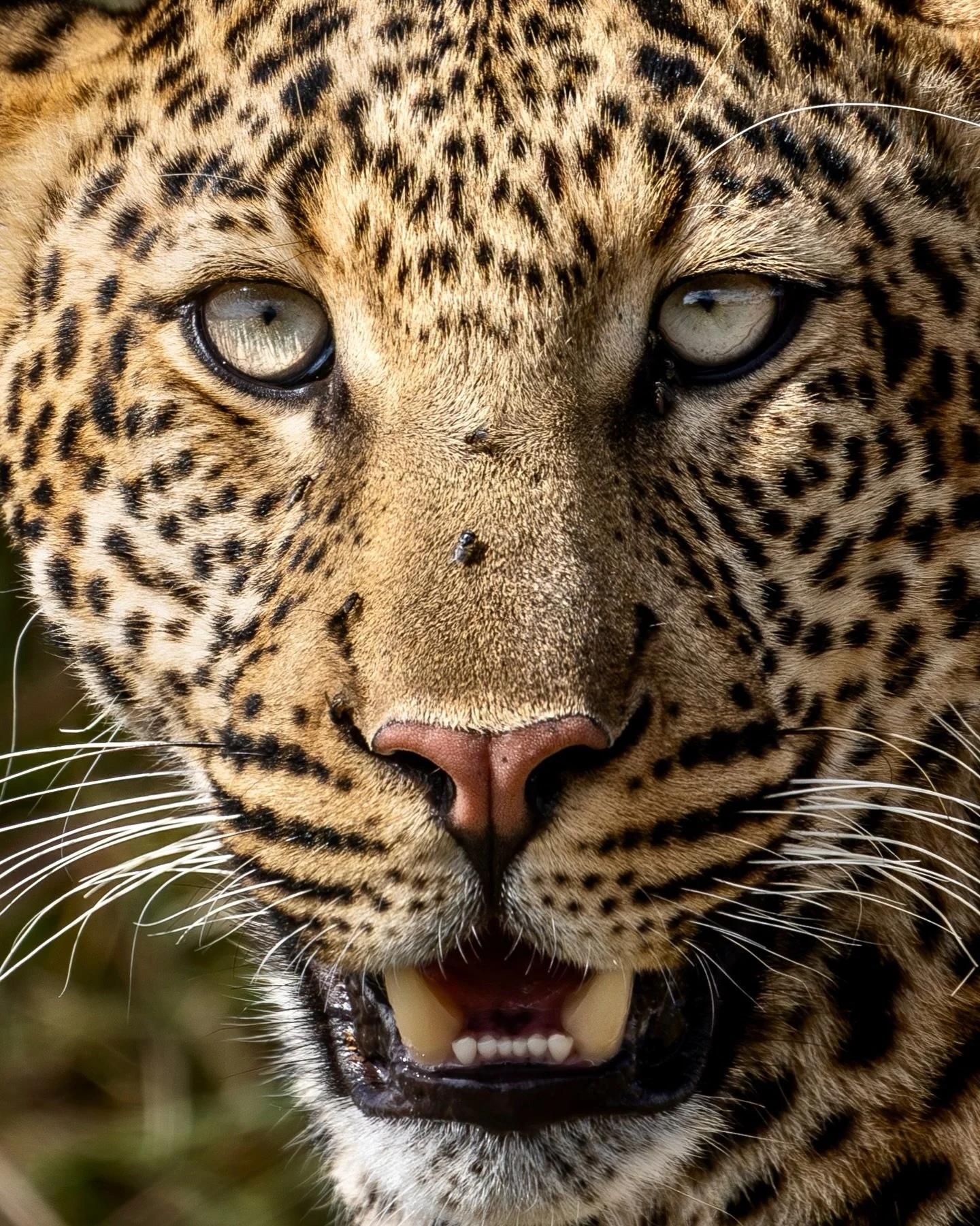 I spent a good chunk of my childhood sprawled on the living room floor watching Disney movies on repeat. The Lion King, The Jungle Book, and Tarzan were staples in our house. At the time these worlds felt so wild and distant, but even then, something