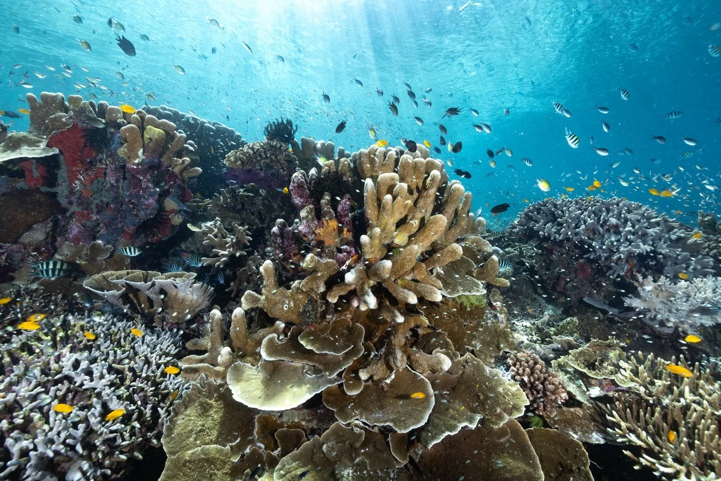 There are a few things in life that make me unreasonably happy&hellip; and corals are one of them. 

Can we all just take a minute and appreciate how ridiculously beautiful they are? Like seriously&hellip; how lucky are we to live in a world where th