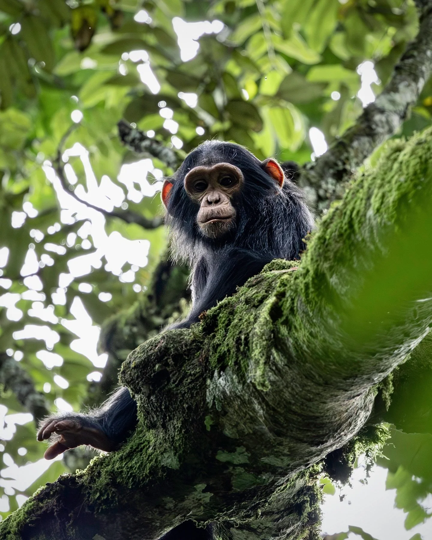 The night before this, I could feel it in my body, that kind of excitement that stirs under the surface and doesn&rsquo;t quite let you rest. There were so many things I was looking forward to on this trip, but seeing chimpanzees&hellip; was close to