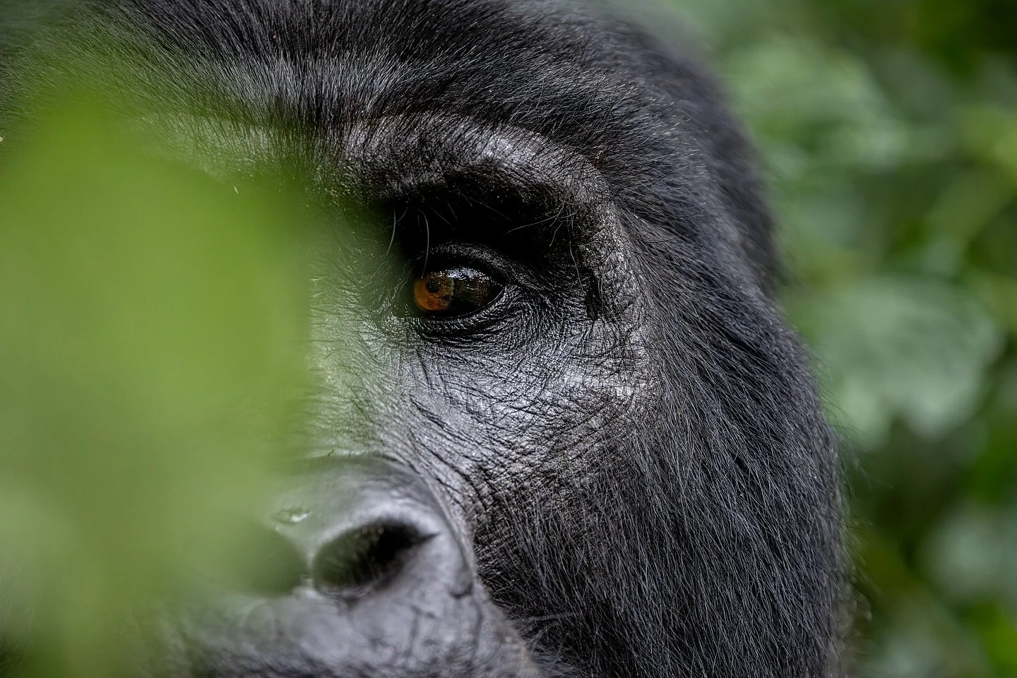 A small glimpse into their world. 

Gorilla families are constantly on the move. Each day, they travel through diﬀerent parts of the forest looking for food, which means everyday you will find them somewhere new. There&rsquo;s no predicting where the