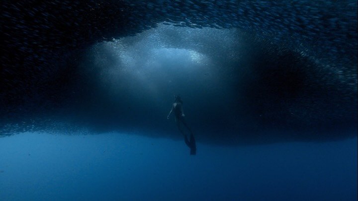 It&rsquo;s World Oceans Week 🌊

A small collection of scenes from one of the most unforgettable experiences I&rsquo;ve ever had in the ocean.

Surrounded by thousands of sardines, I felt incredibly small. Tiny bodies of silver moved around me in per