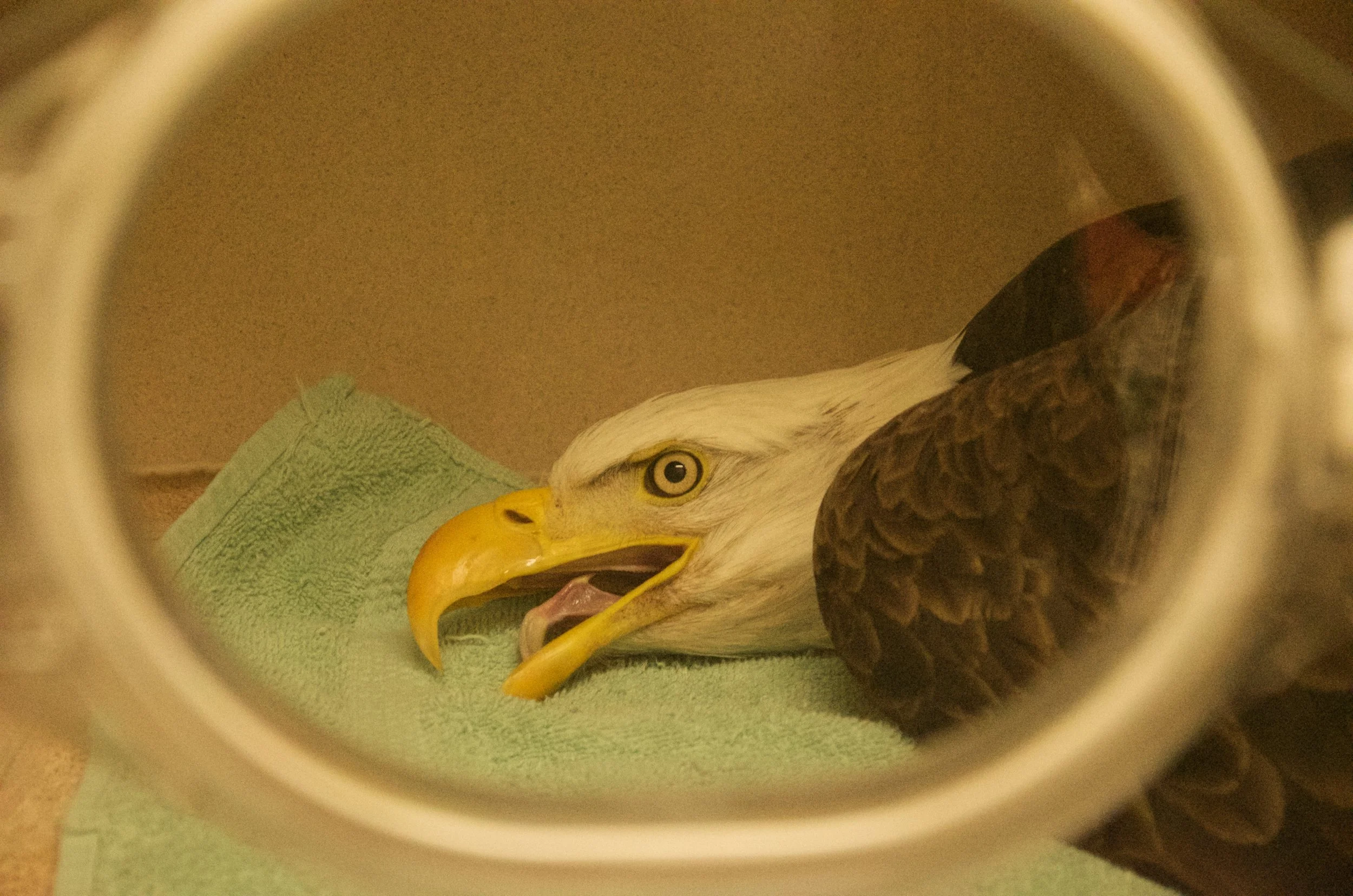 fullsizeoutput_1ad2 (1).jpeg