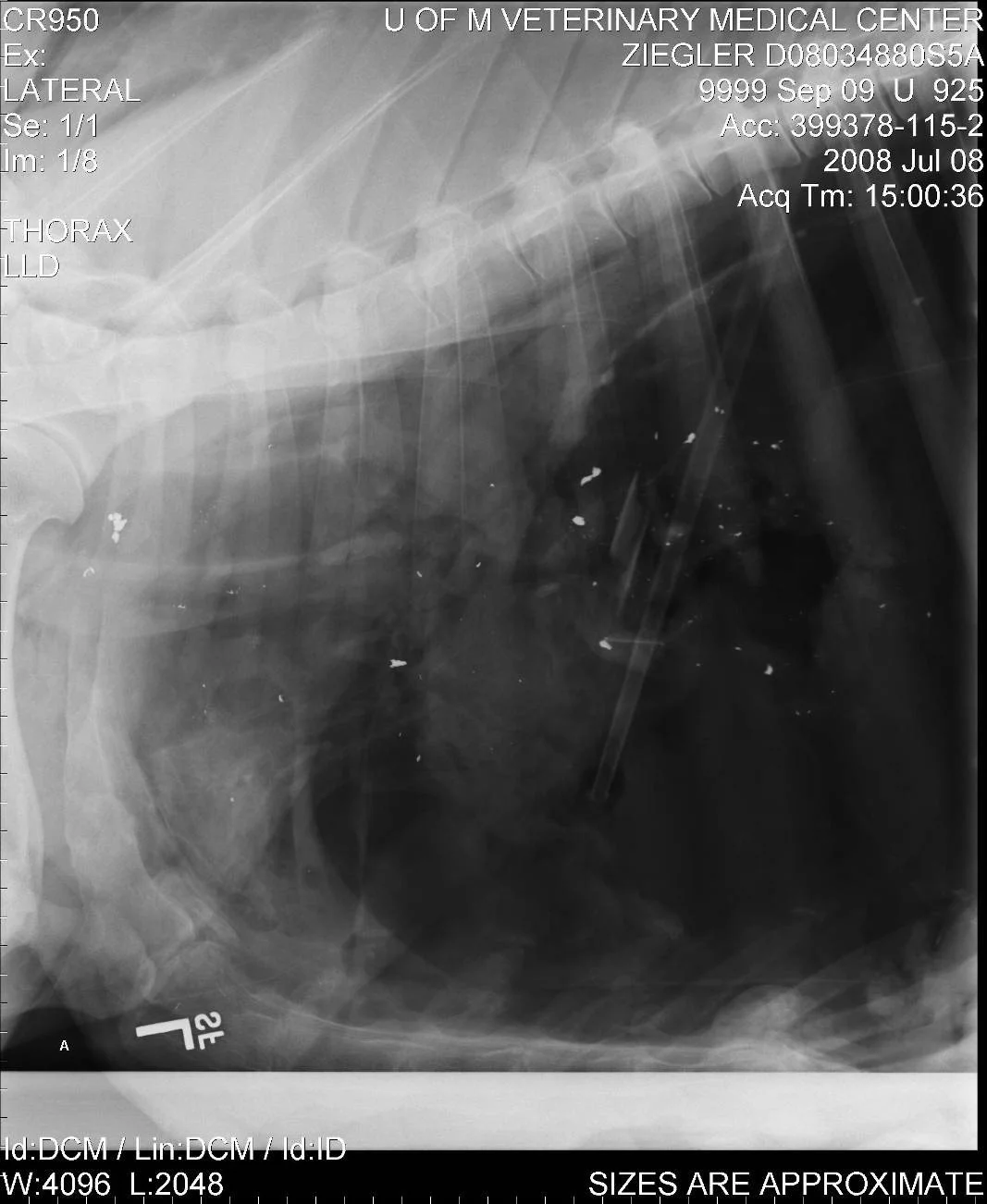 Ballistic Tip Lead Thoracic entry_exit.jpg