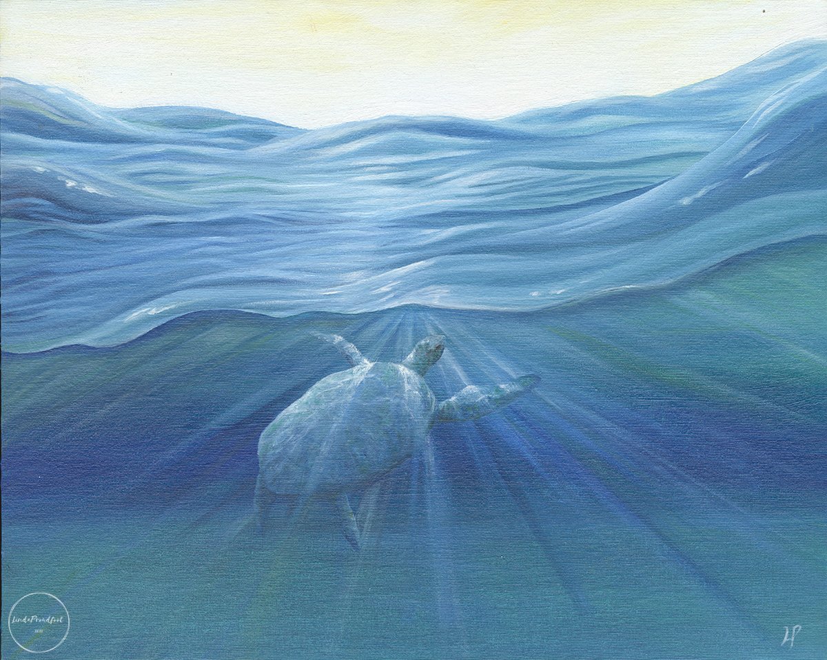 Turtle up for air - 43 x 53 cm. Framed