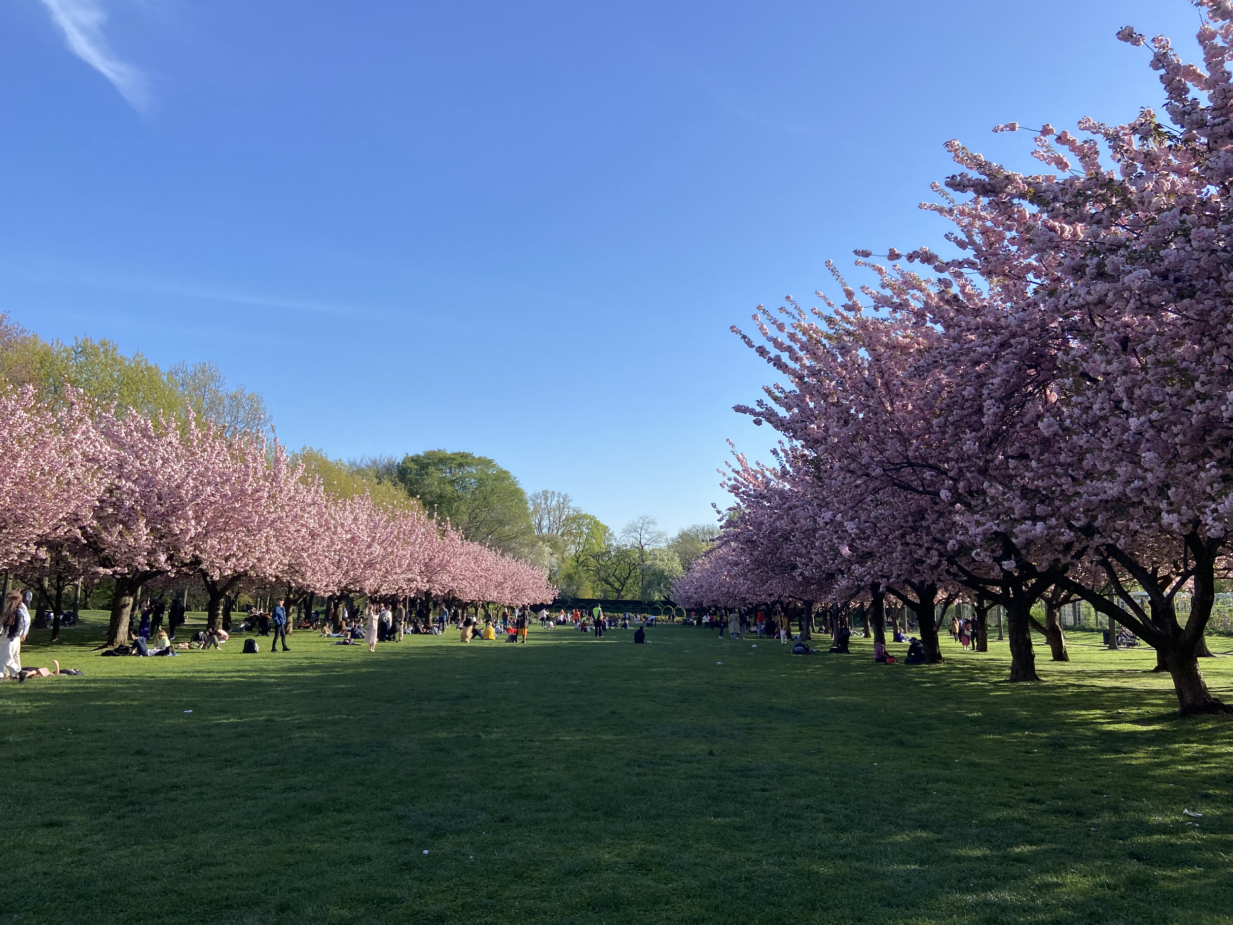 Cherry Blossoms in the Spring at Brooklyn Botanic Gardens.png