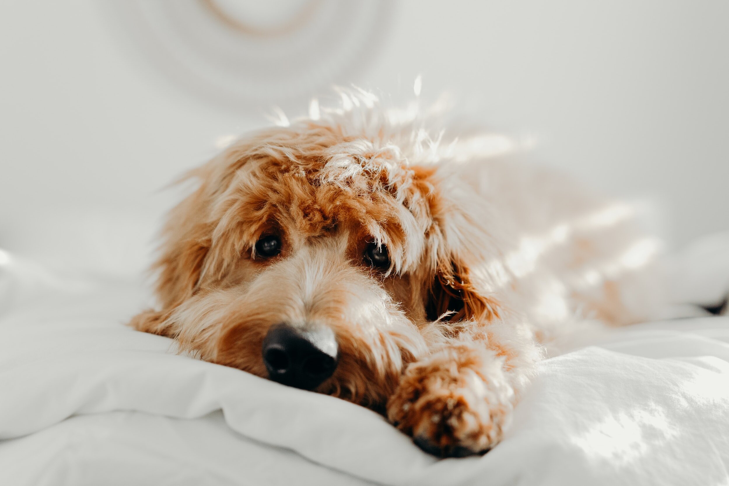 Stress Free Move for Your Little Furry Friend