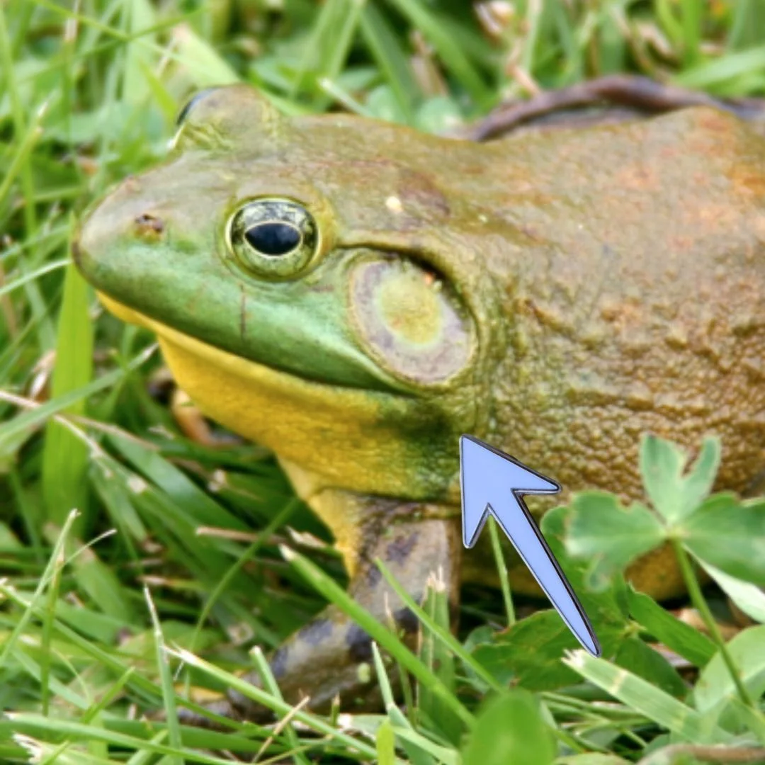 I was today years old when I learned that frogs have HUGE eardrums visible from the outside. I guess they don't have ear wax problems.