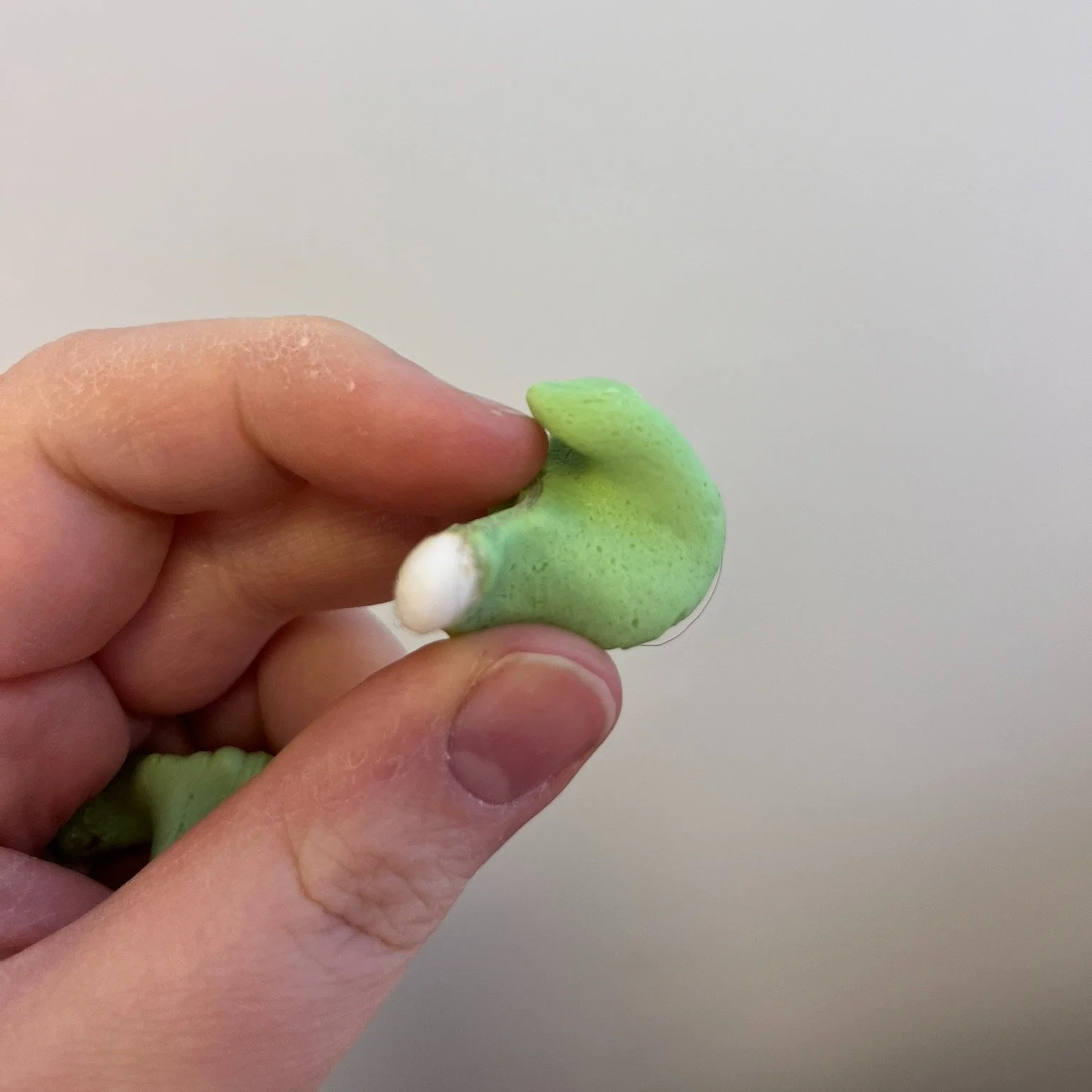 When you get an impression taken of your ear, you'll see something come out like this. No - the hearing aid won't be bright green and huge. However, getting a nice full and long impression allows us to get the fit of a custom earpiece or hearing aid 