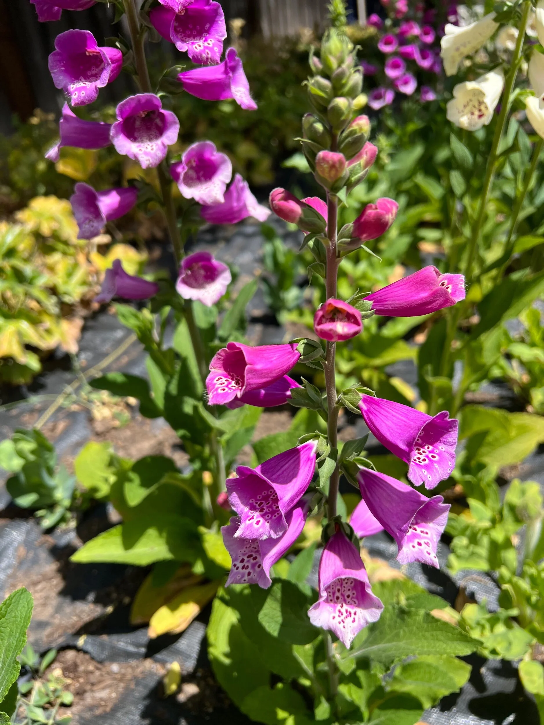 1B21573E-270D-4016-BA1B-C076F0517076