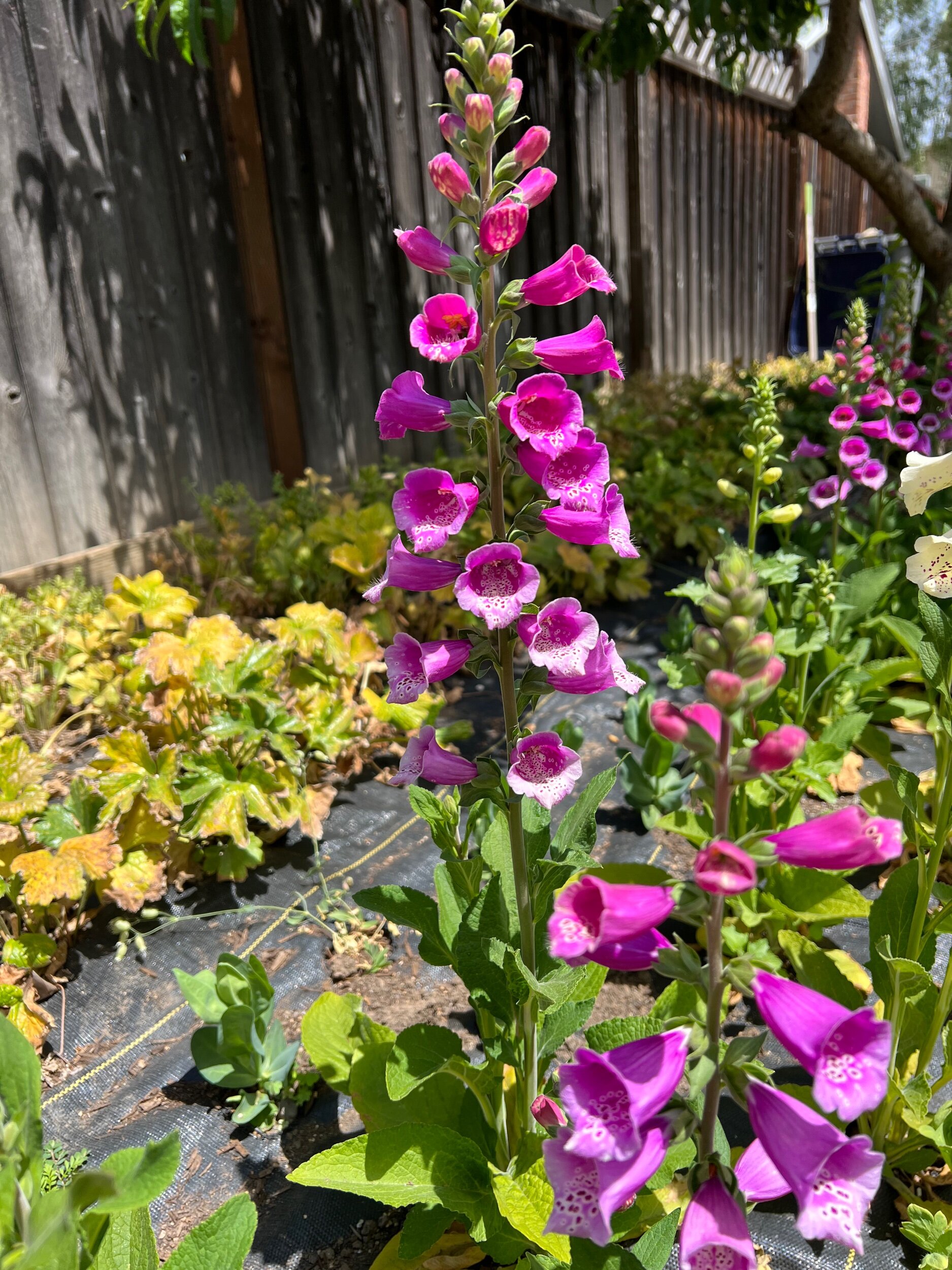 6C99049F-AE1B-4CC3-83A4-024F62951ECD