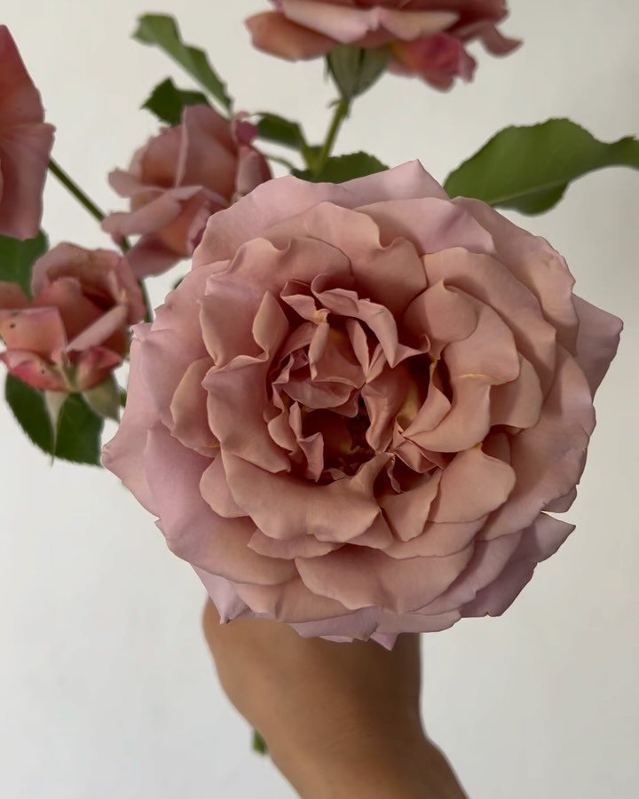 nothing beats the amazing ruffles and smell of seasonal garden roses. #kokolokorose #kokolokoroses #kokoloko