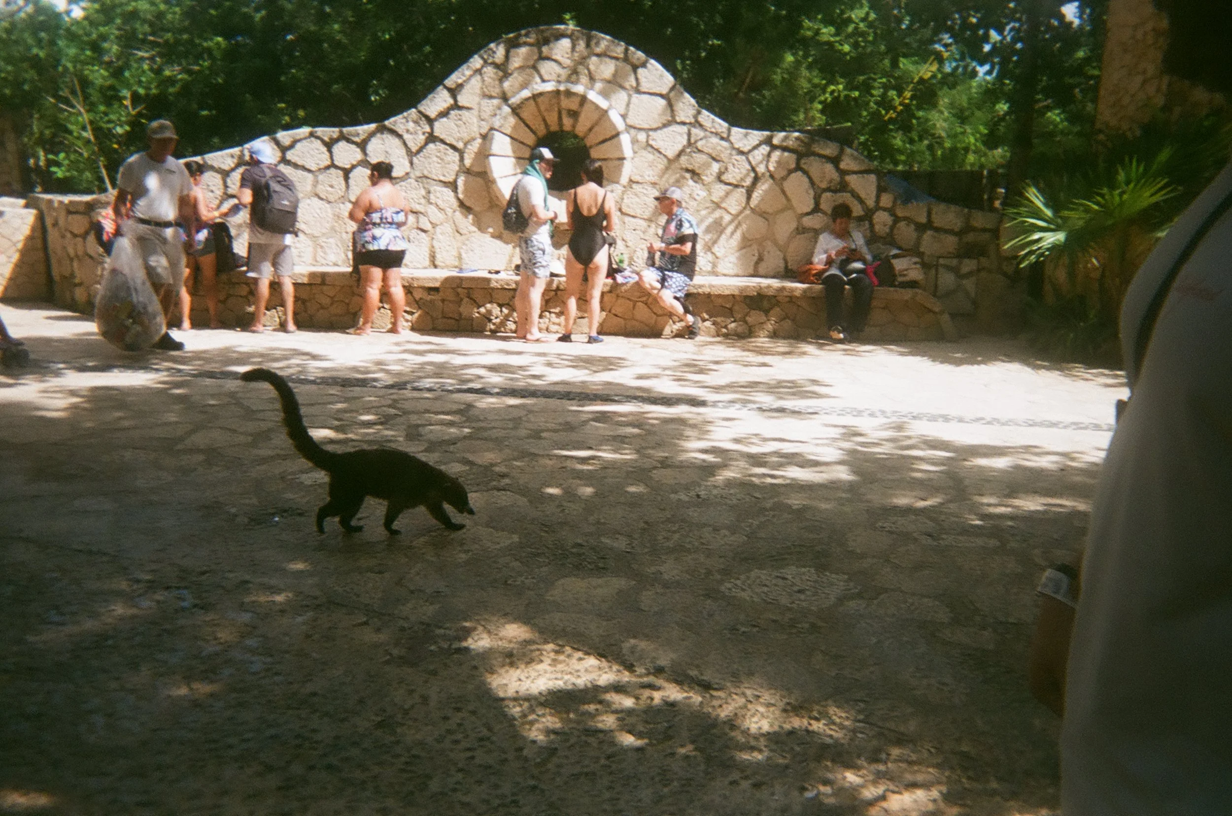 Coati!! (The Mexican racoon)