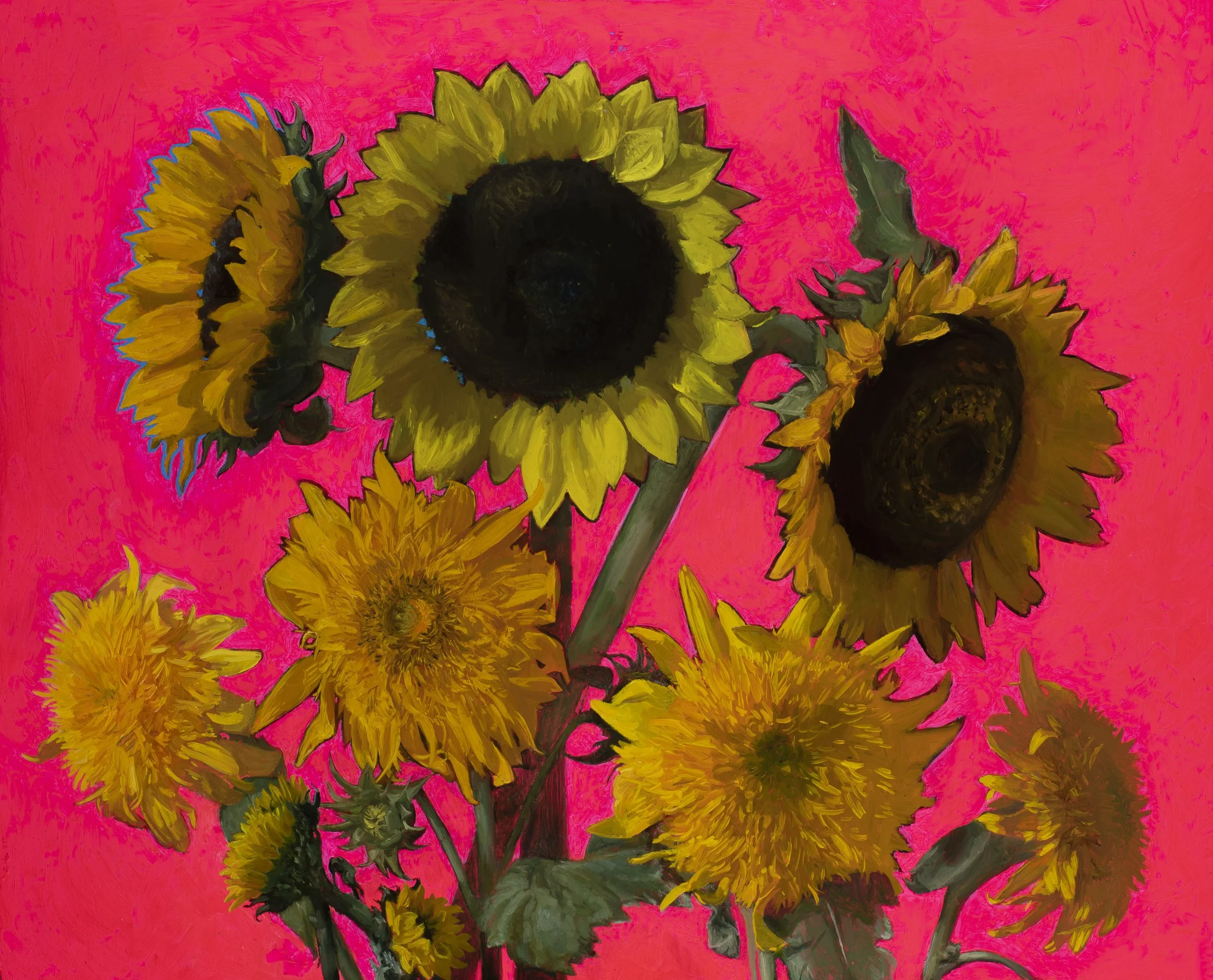 Sunflowers Study on Pink • Oil on Panel • 18" x 24"