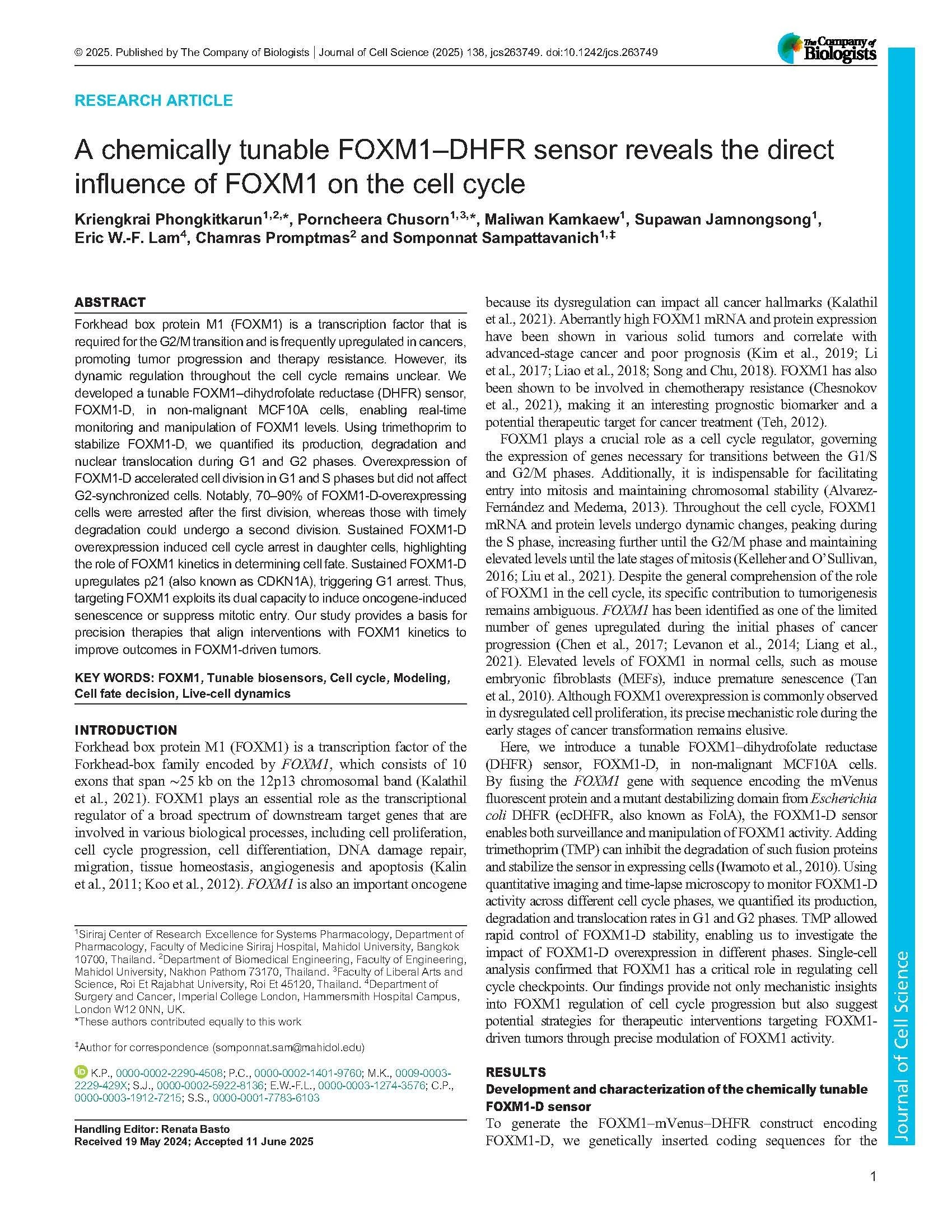 Exploring Cell Cycle Dynamics: The Dual Role of FOXM1 Revealed by a Tunable Biosensor