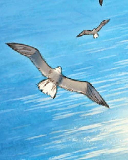 Simple Birds.jpg