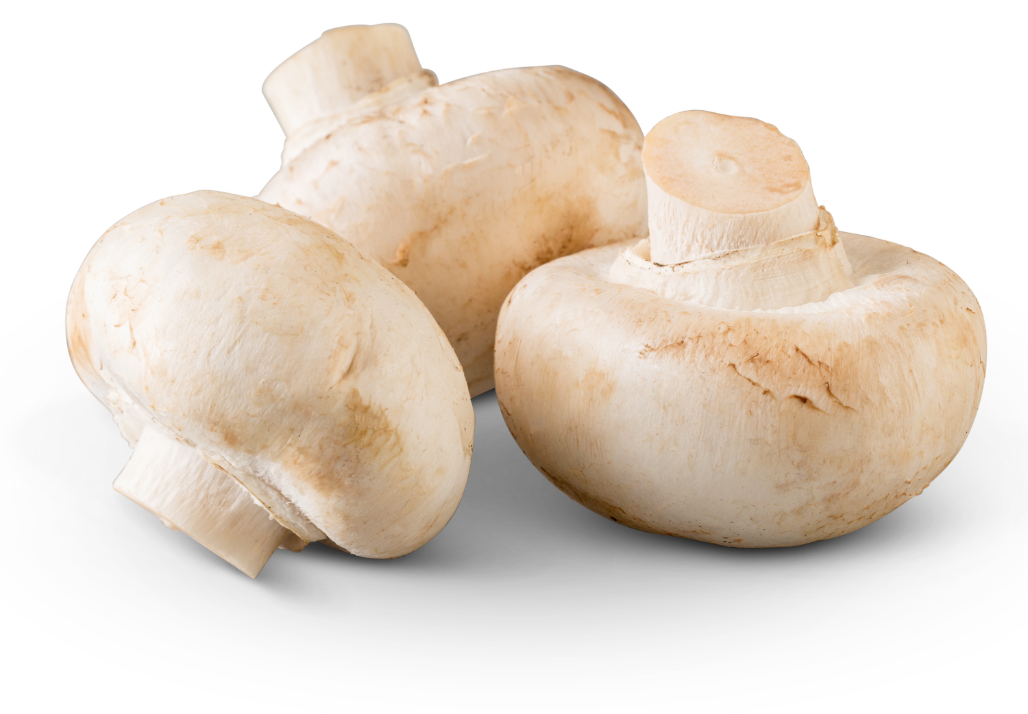 About Us — Mushroom Festival