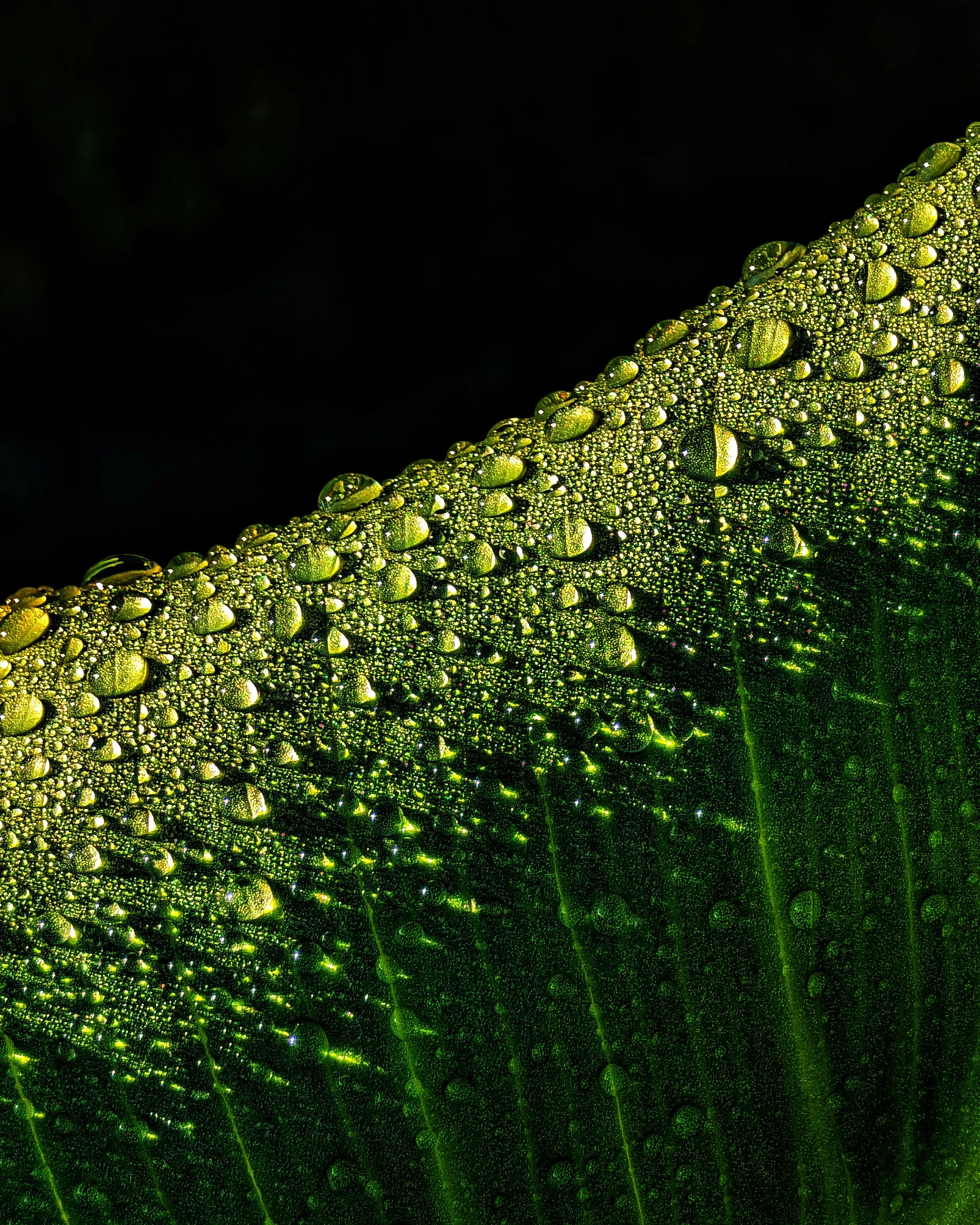 sudiphotography
