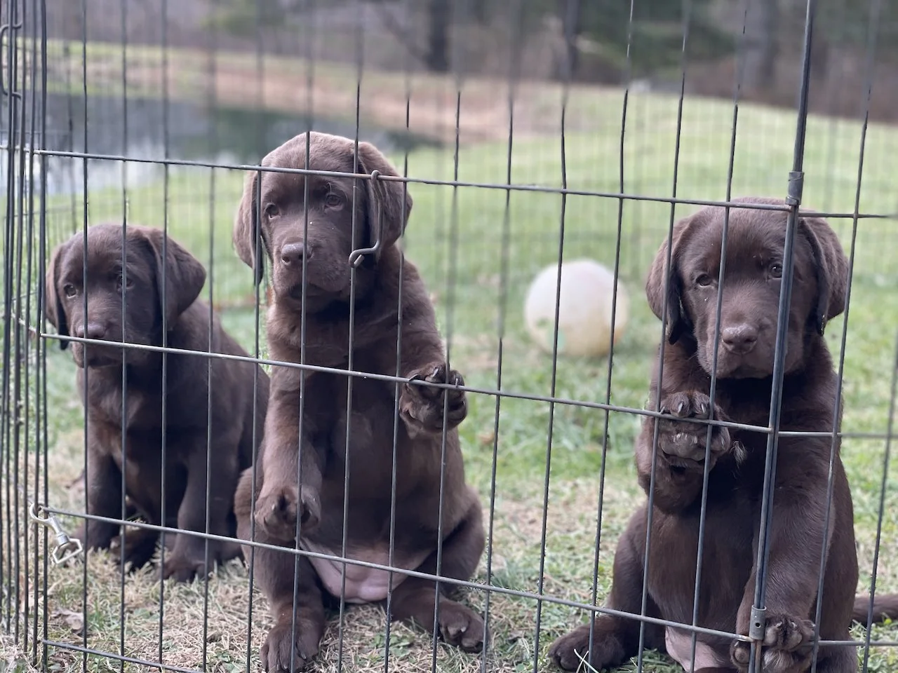 How I Match Puppies With Their Families